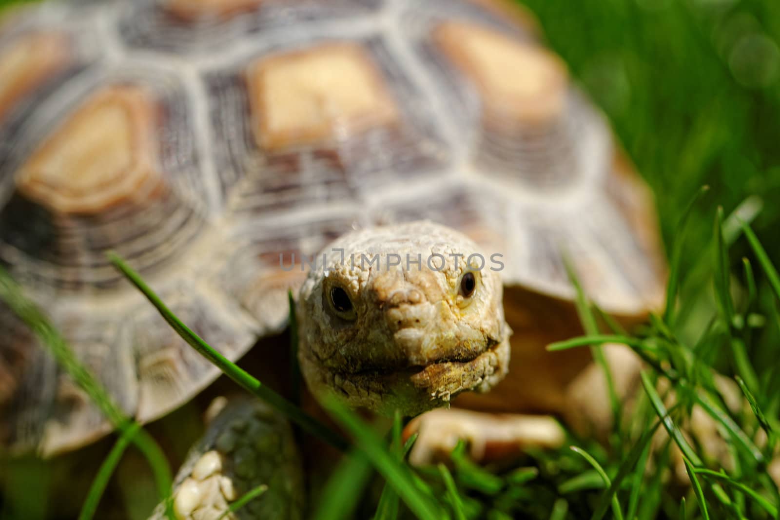 African Spurred Tortoise (Geochelone sulcata) in the garden