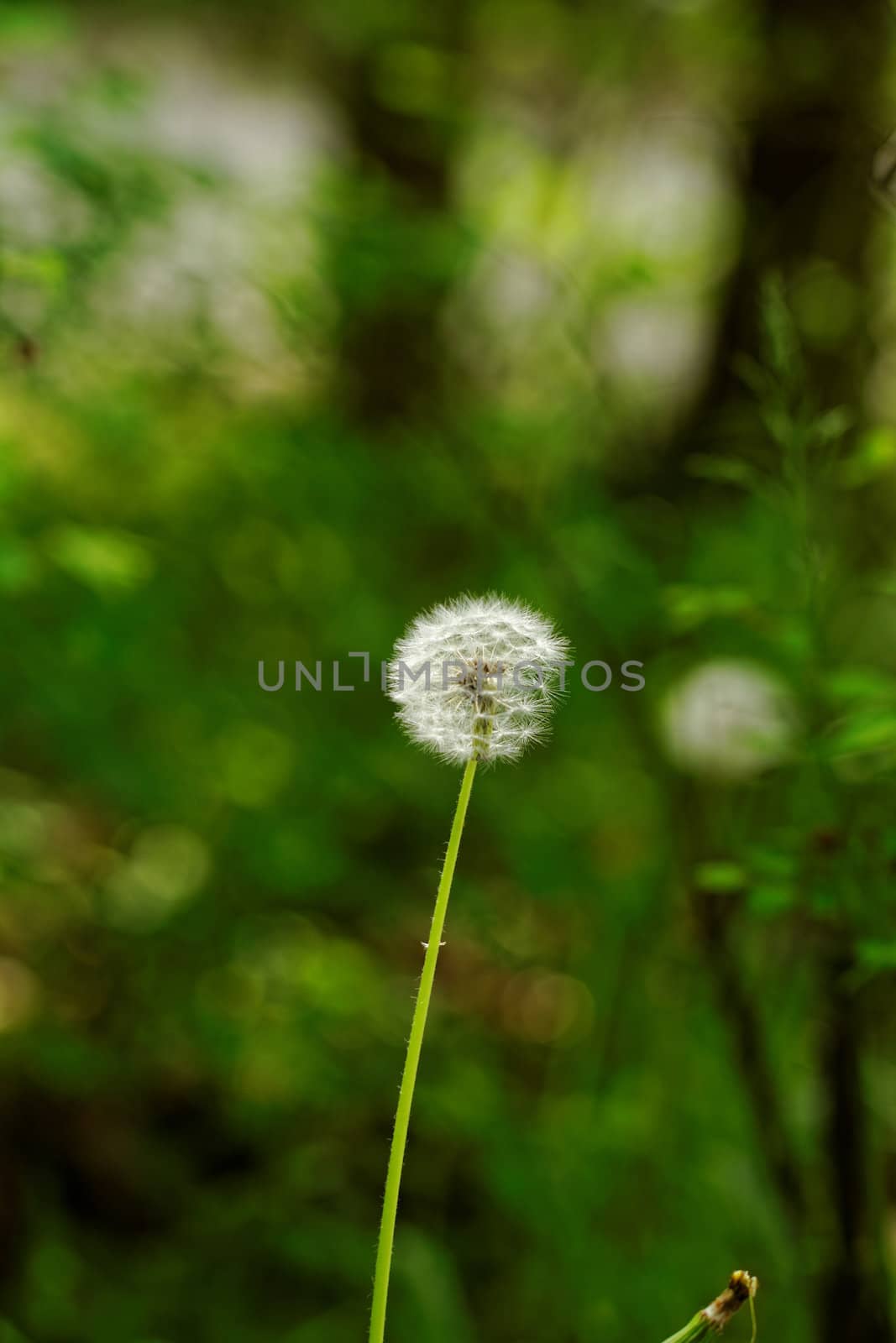 close-up of a dandelion flower