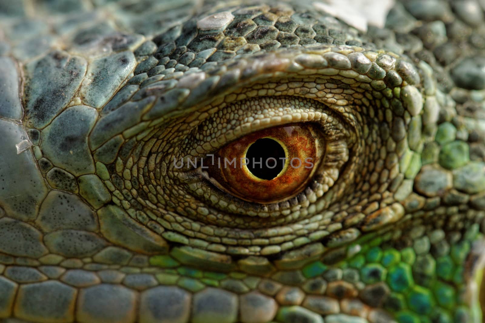 macro of a fantastic green iguana eye