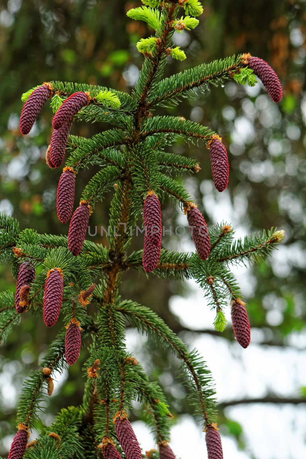 pine shoots and red pinecones on pine tree by NagyDodo