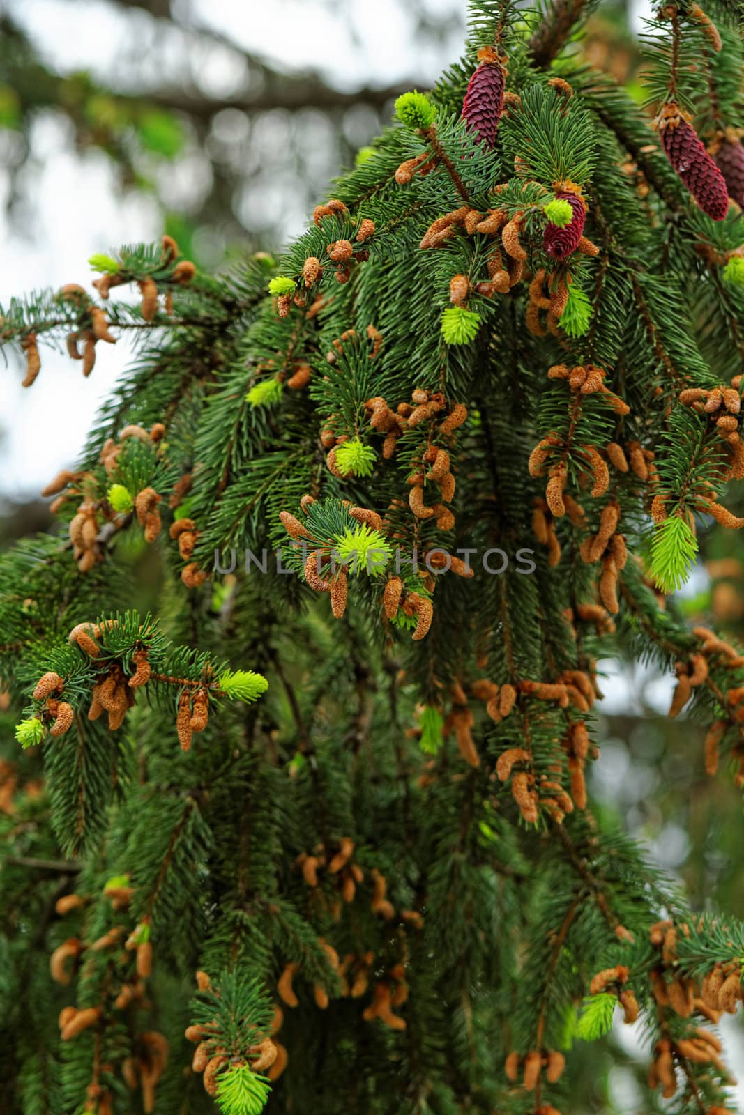 pine tree with fresh pine shoots and red pinecones