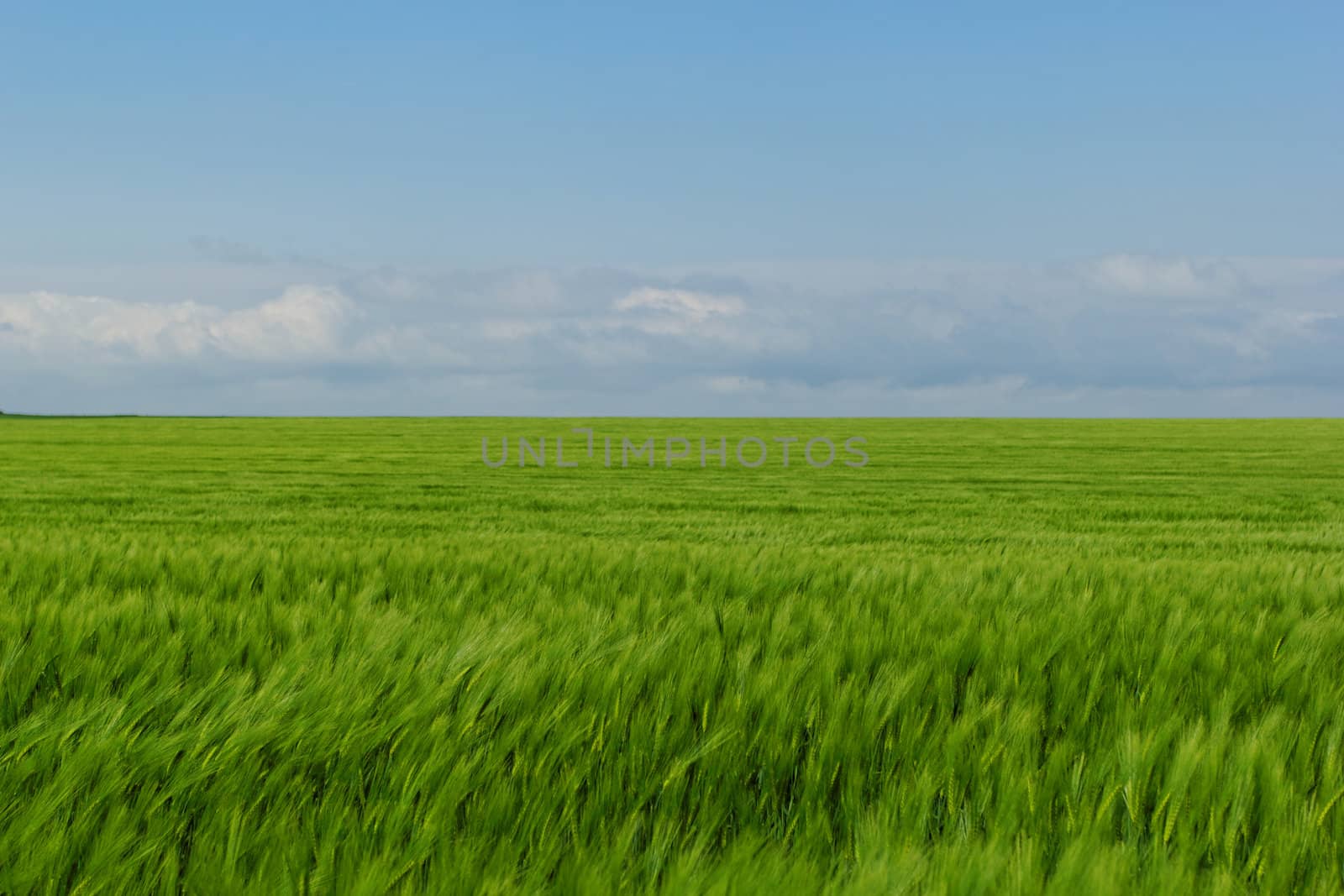 wheat field under the blue cloudy sky by NagyDodo