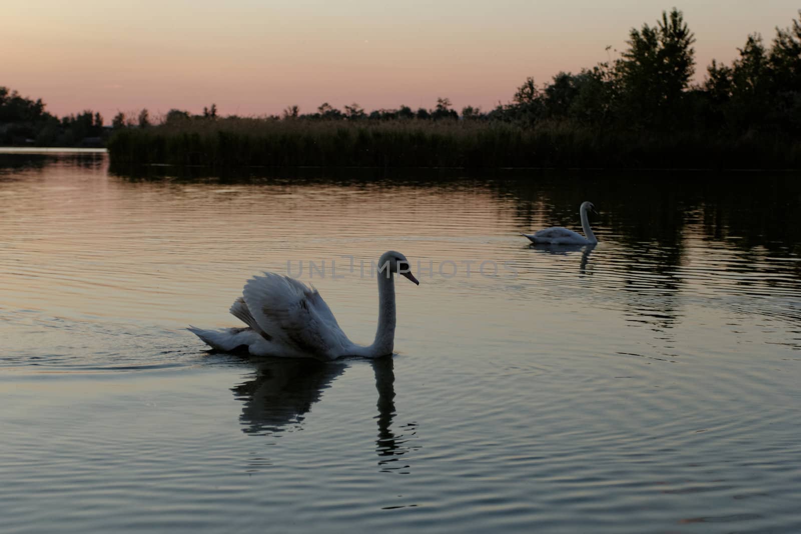 swan on lake at sunset by NagyDodo