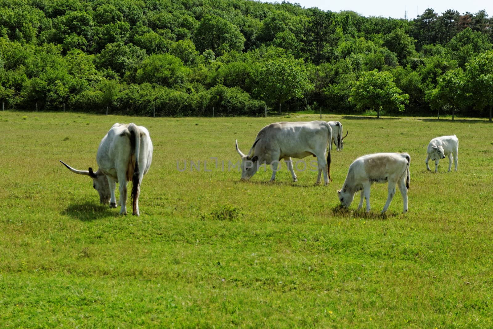 Ruminant Hungarian gray cattle bull on grass