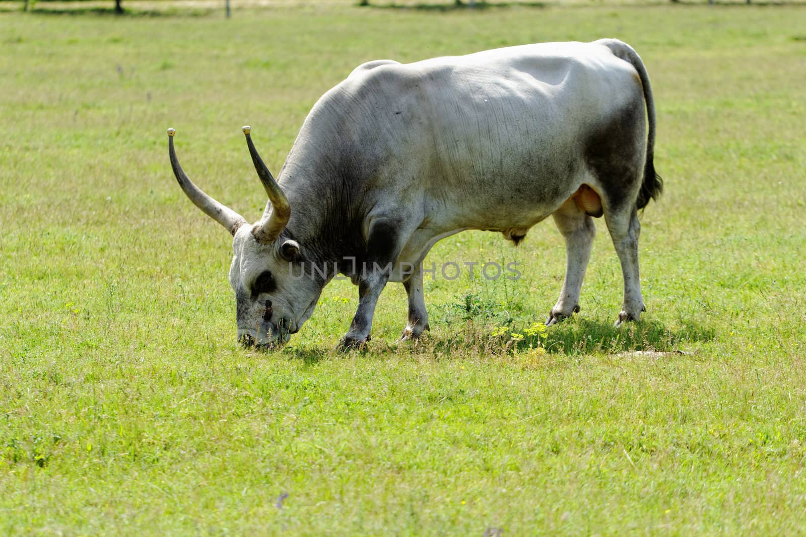 Ruminant Hungarian gray cattle bull on grass