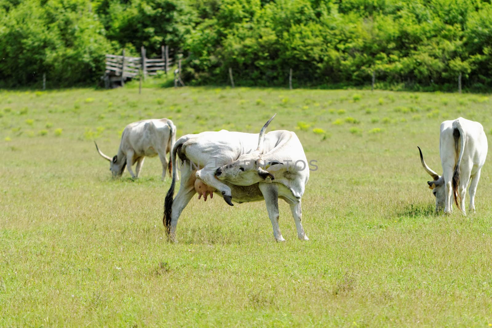 Ruminant Hungarian gray cattle bull on grass