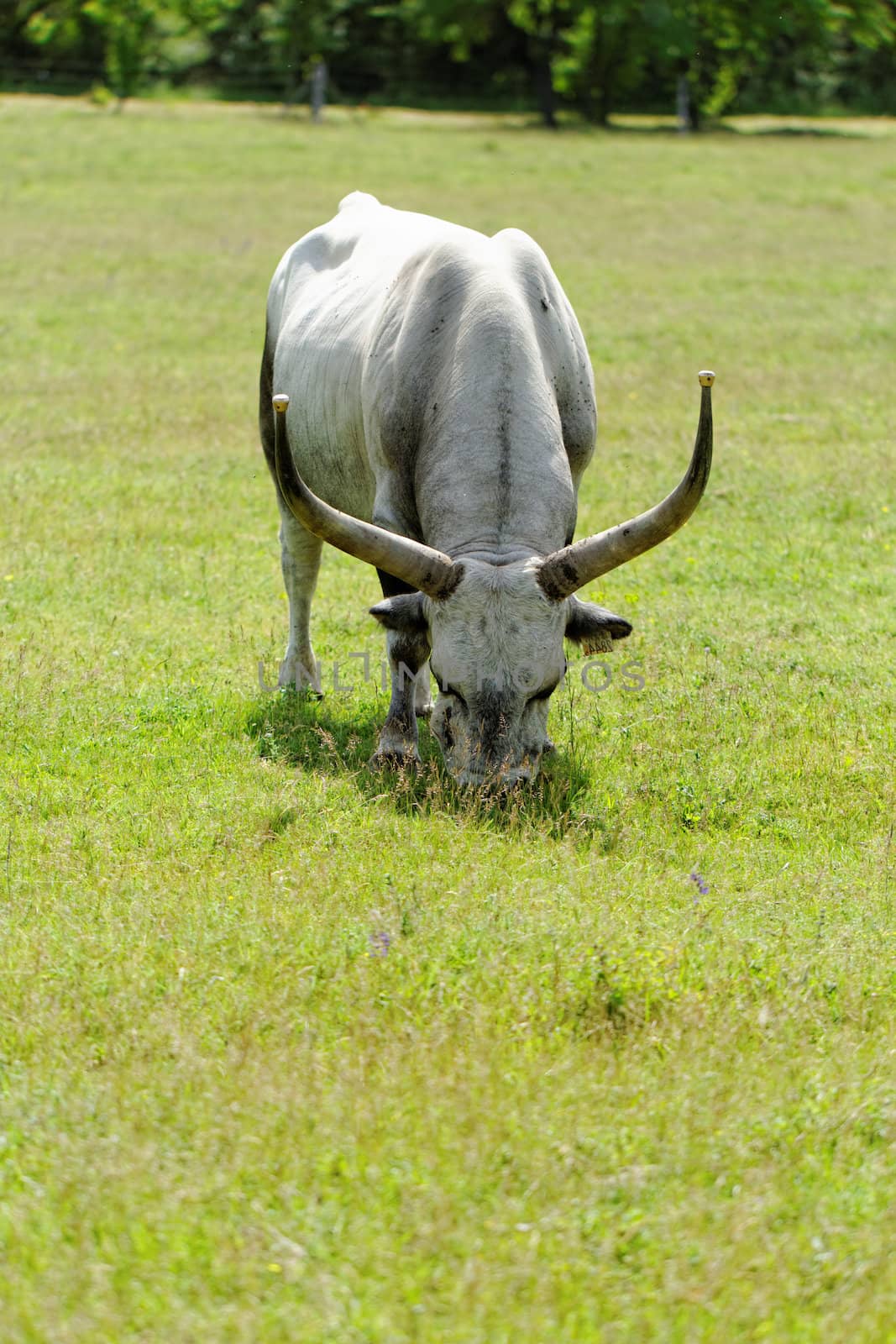 Hungarian grey cattle by NagyDodo