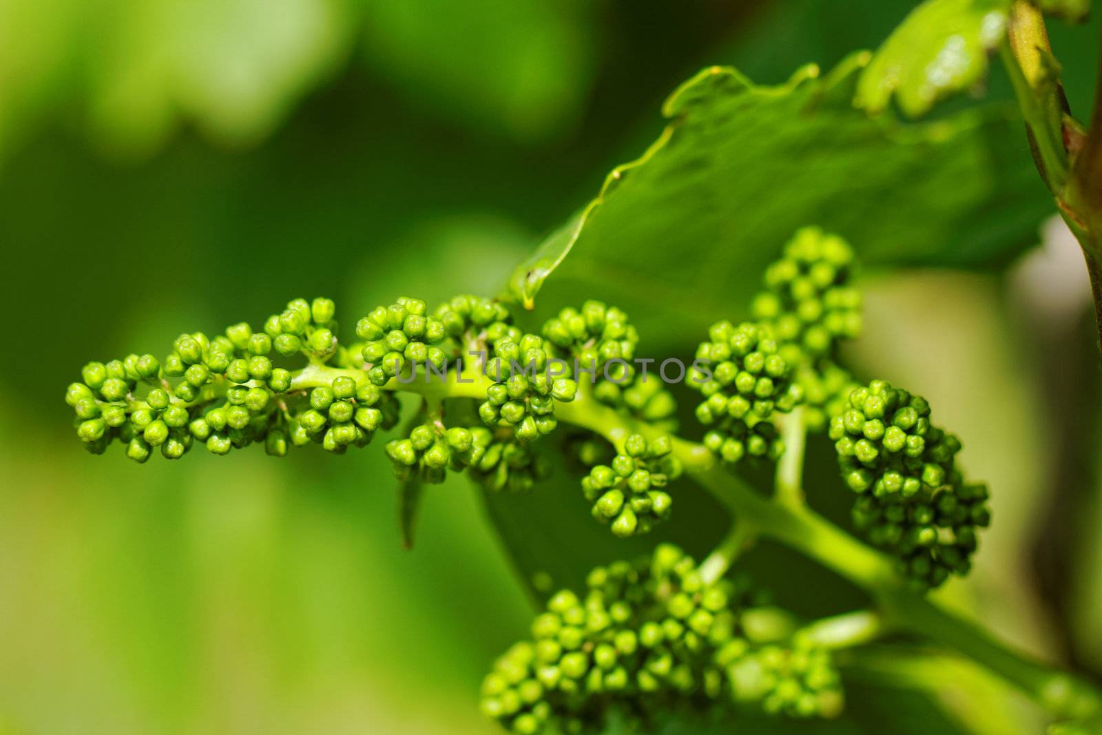 baby green grapes on the vine