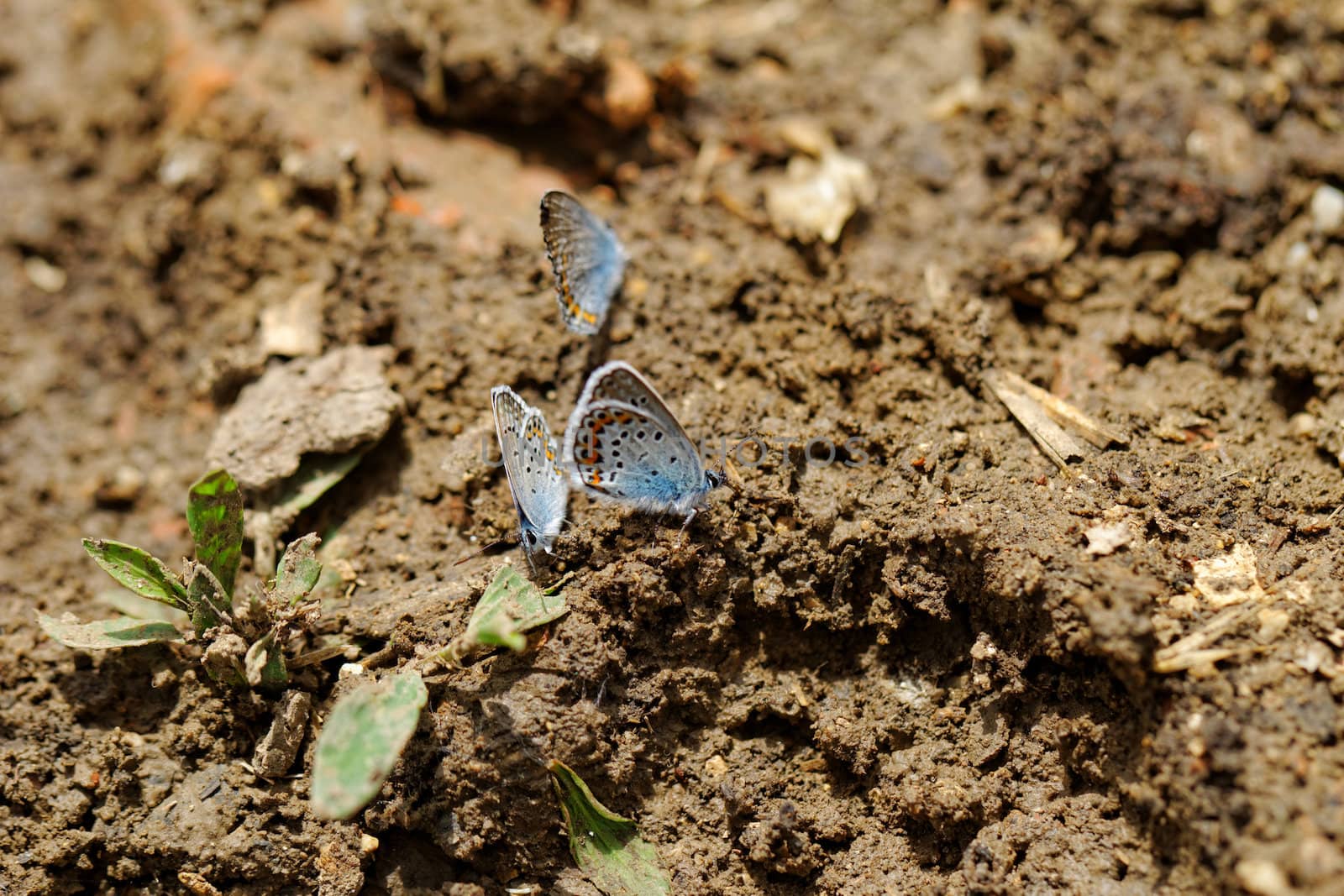 The Silver-studded Blue (Plebejus argus) is a butterfly in the family Lycaenidae