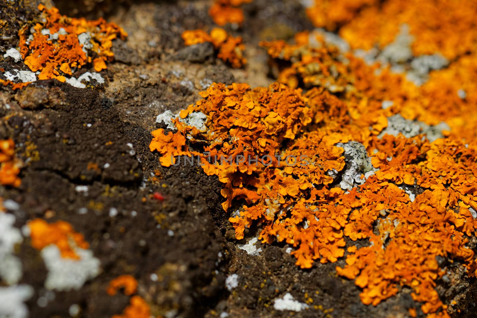 Macro photo of the mushroom on the rocks