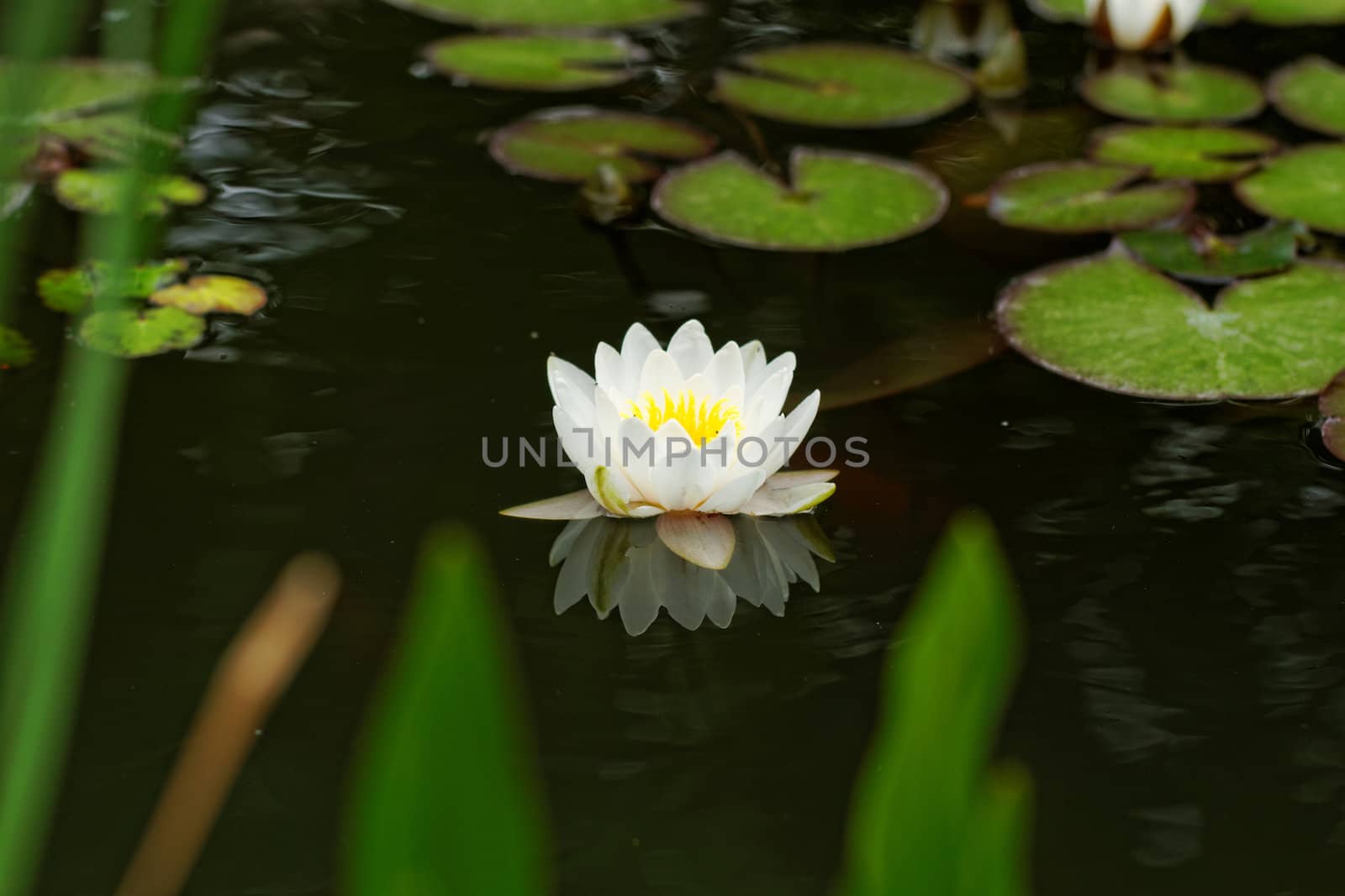 water lily on the small Lake