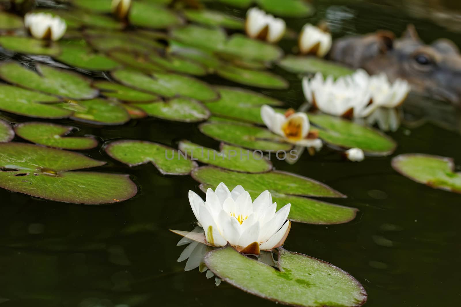 water lily on the small Lake