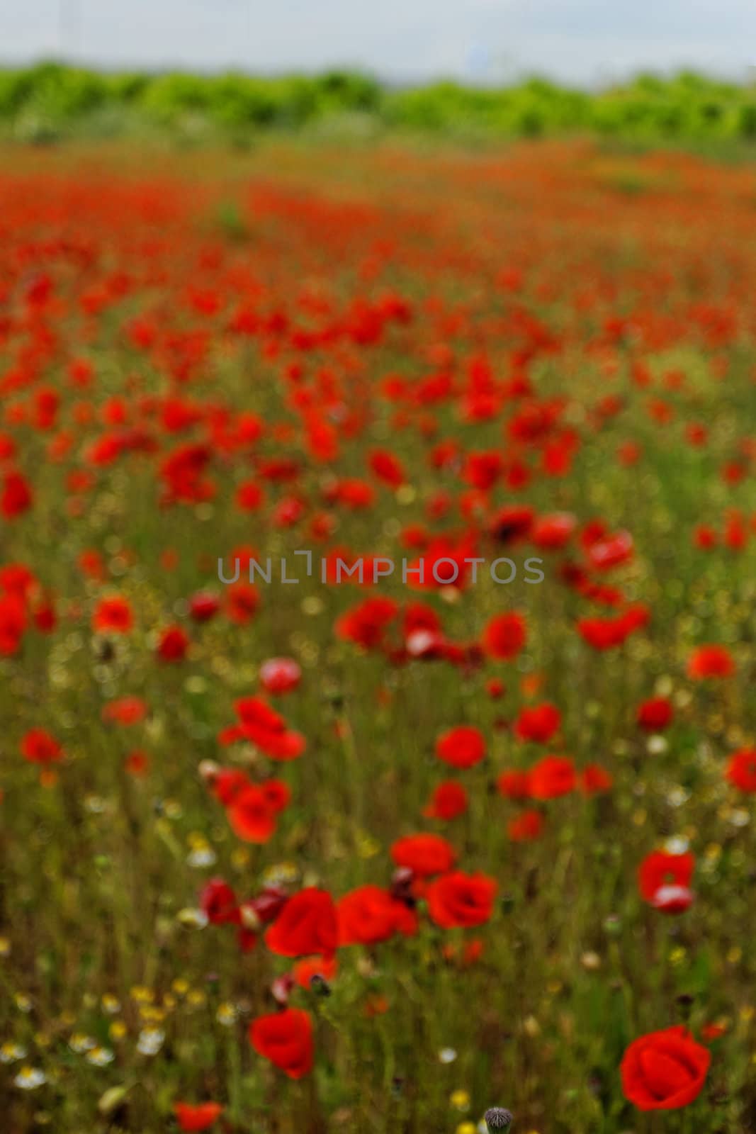 Huge red colored poppy field