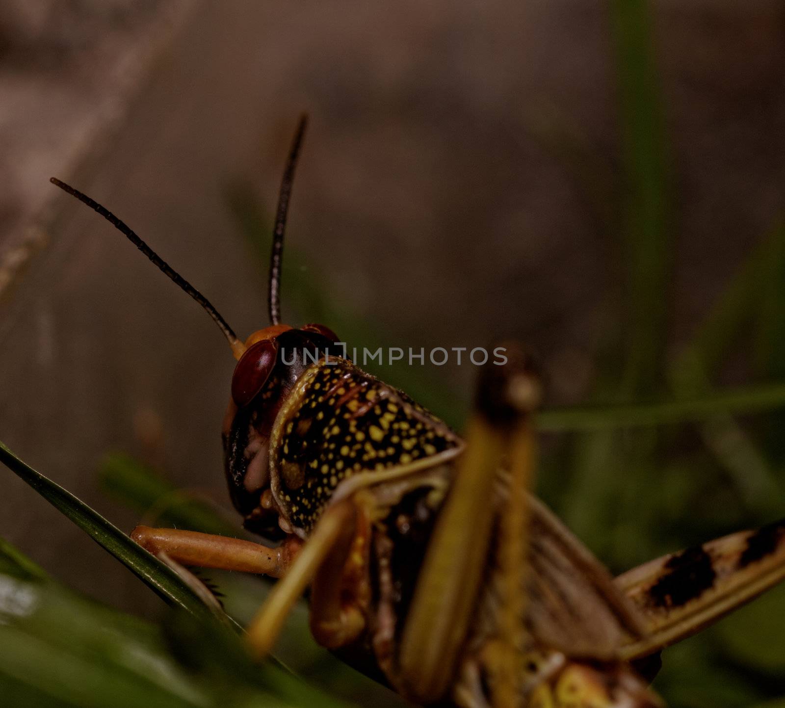 one locust eating the grass in the nature