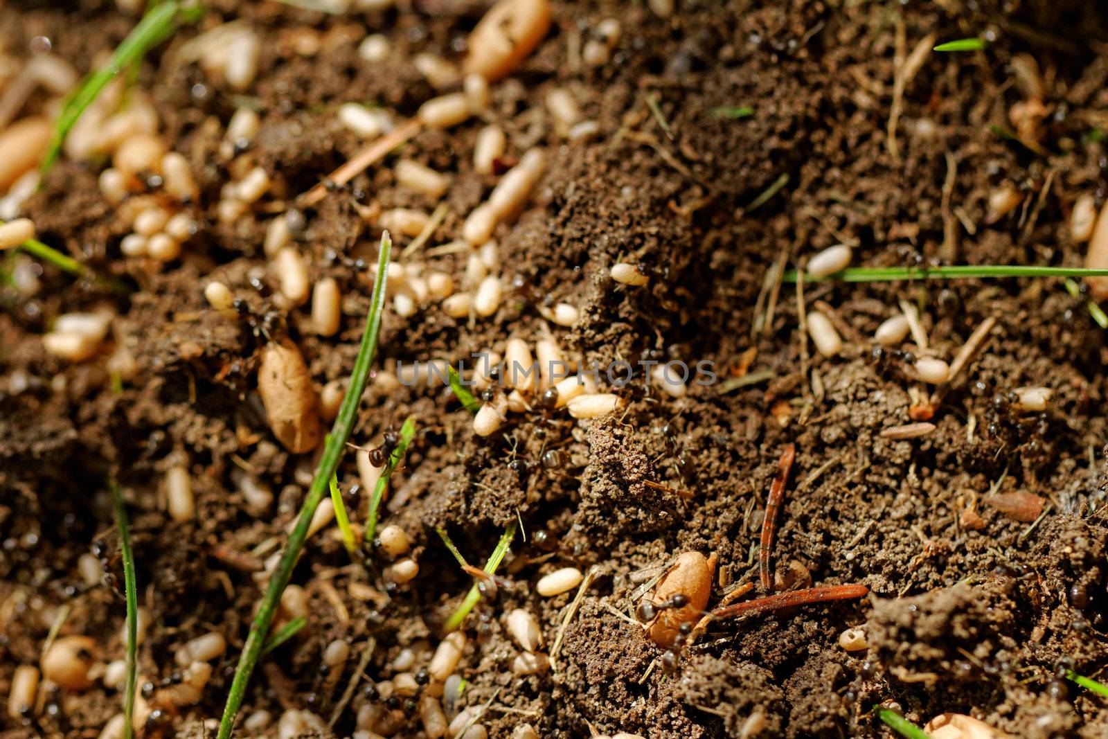 in the anthill moving ants the eggs