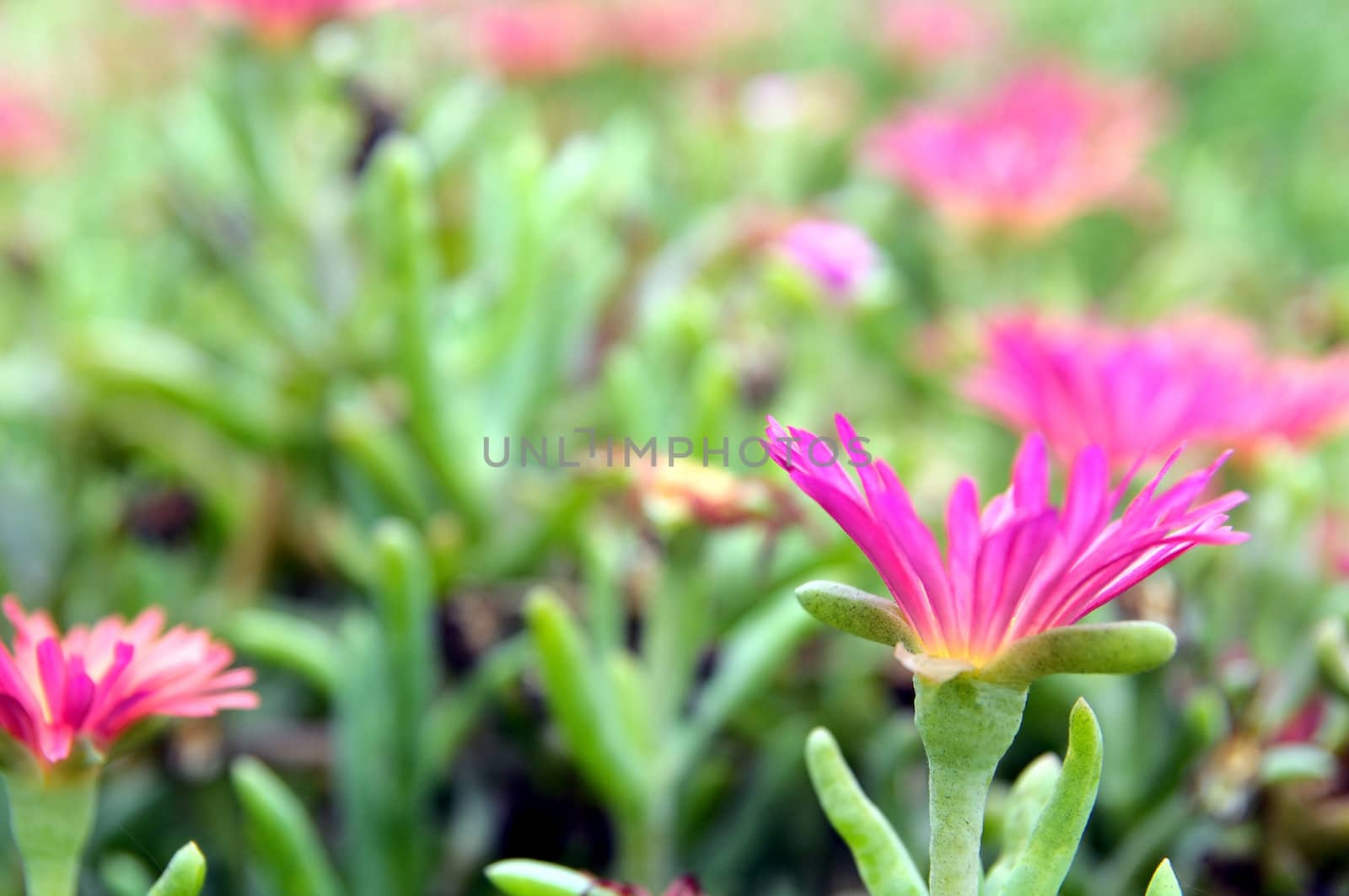 Some Very Colored Flowers on a Green Garden