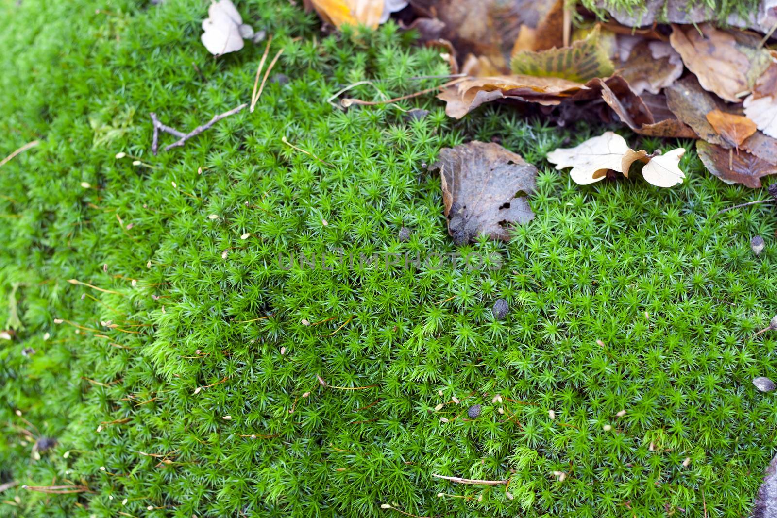 Detail (close-up) of the carpet of moss