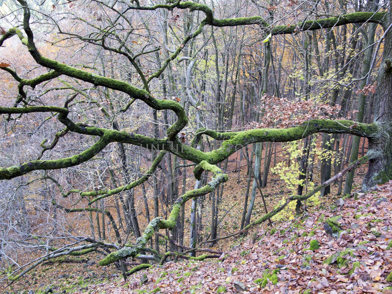 Detail of the branch covered with moss