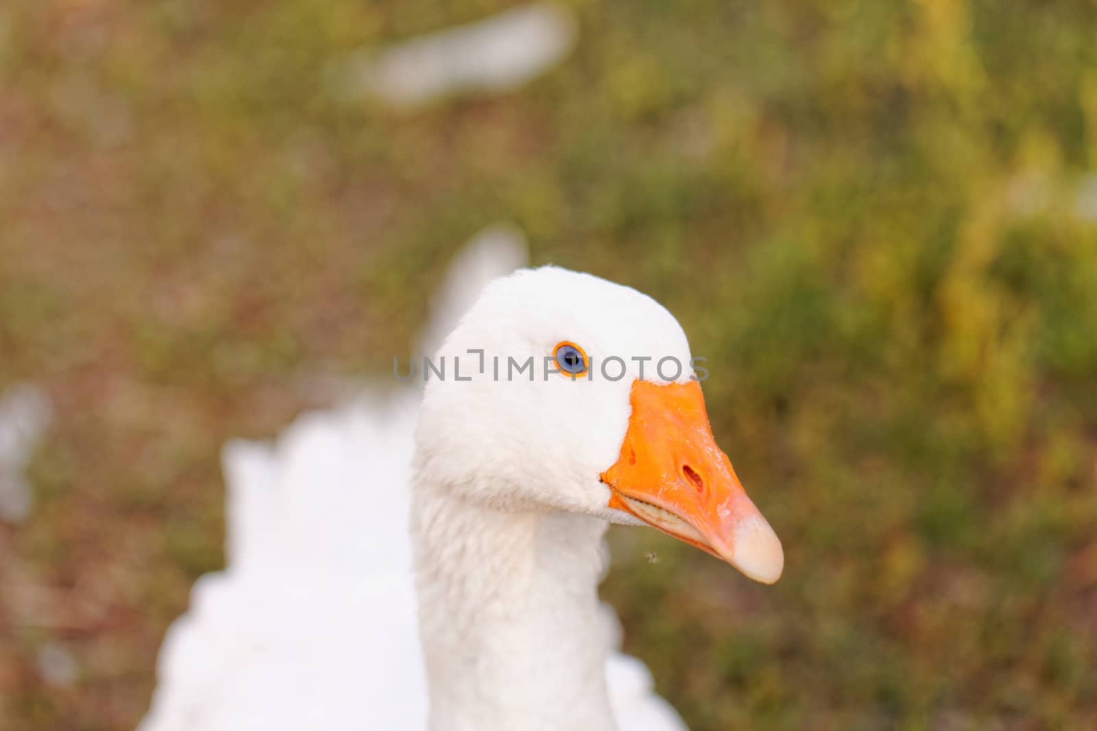 White geese with blue eyes, in farm