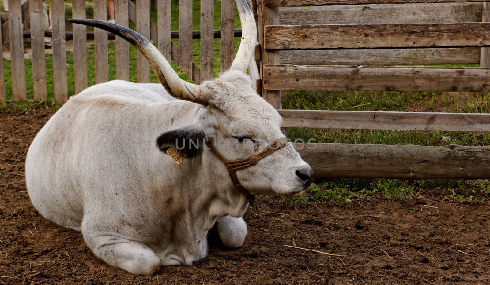 Ruminant Hungarian gray cattle bull in the corral