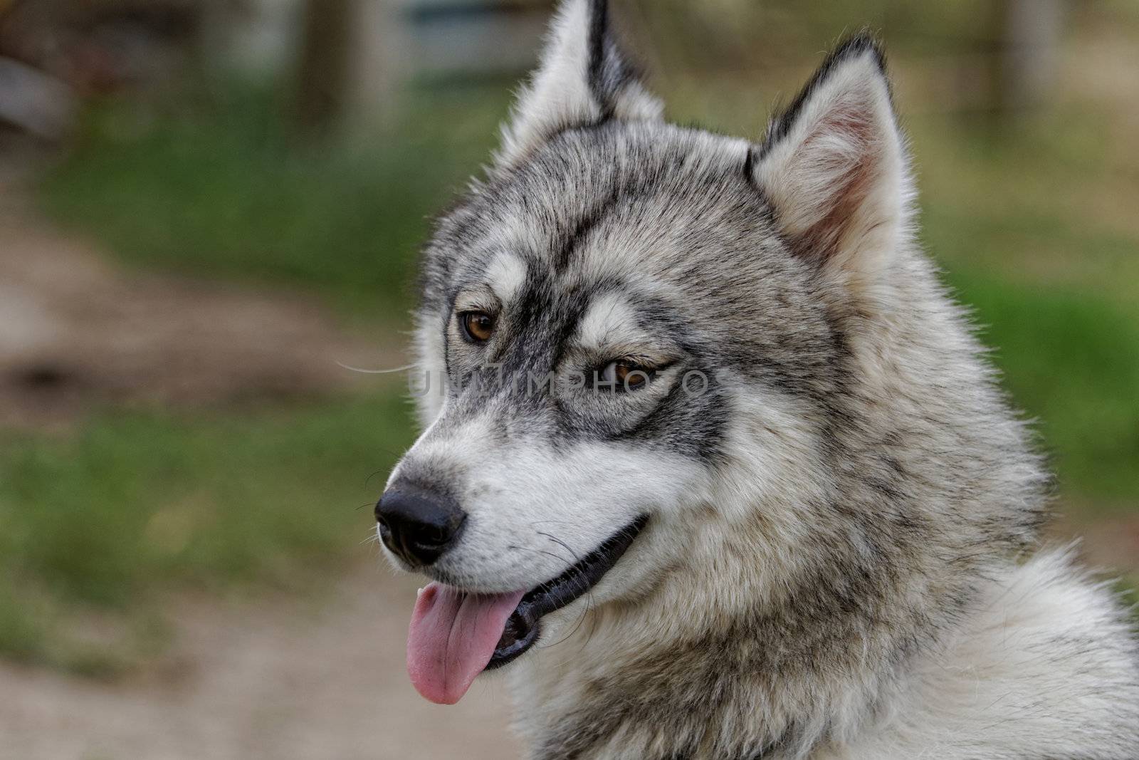 portrait of a beautiful husky dog with brown eyes