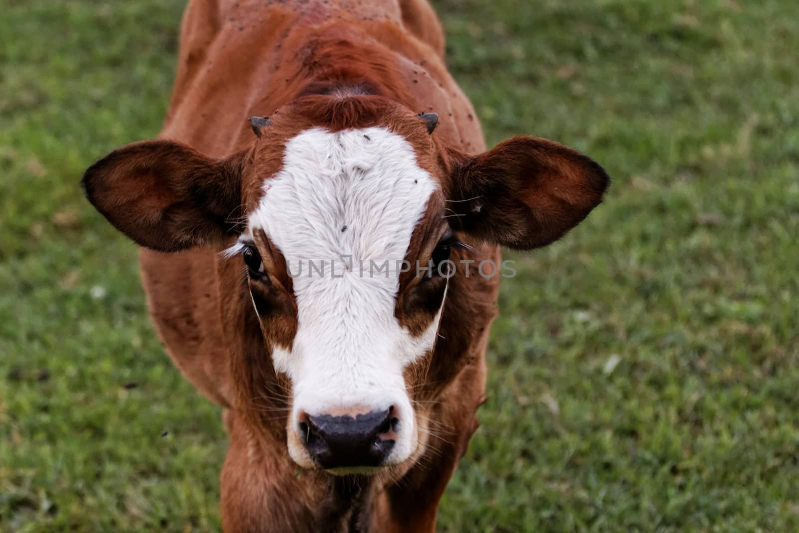 motley cow graze in a field (free range)