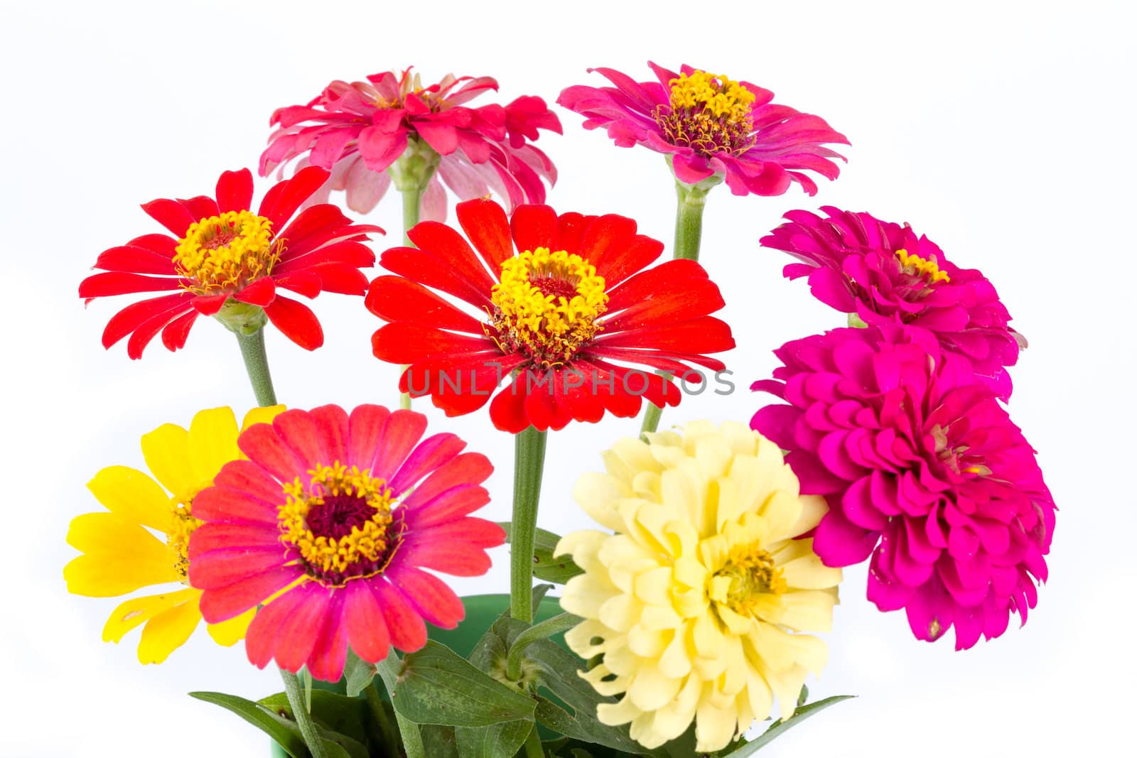 Colorful vivid Zinnias on white background