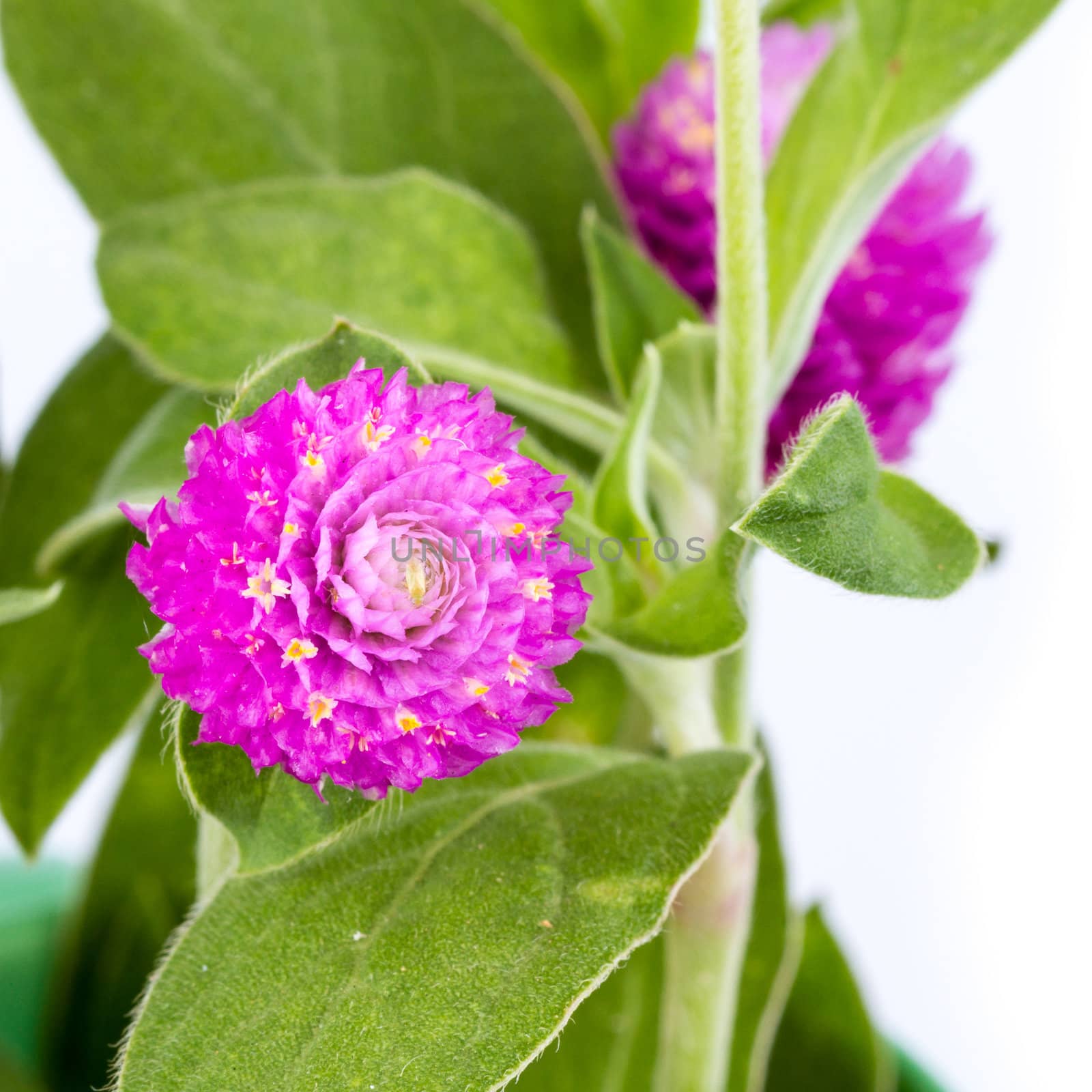  Gomphrena globosa Linn.  by supersaiyan