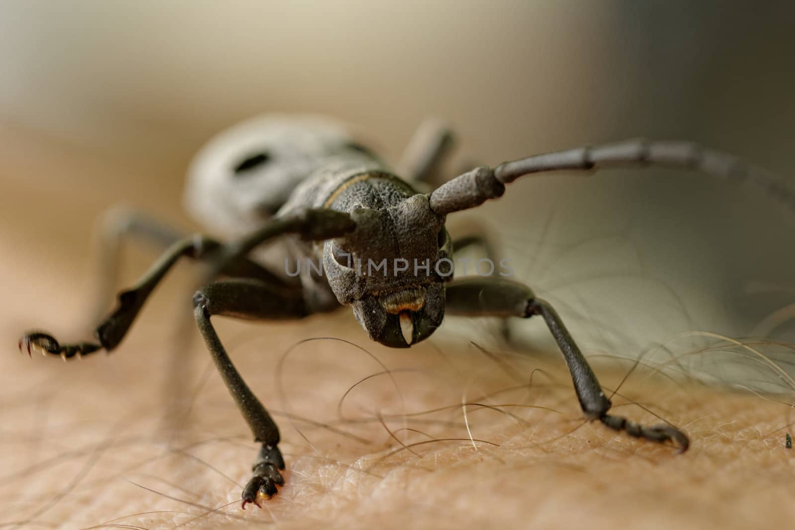 Macro portrait of the Capricorn Beetle on human arm (man's hand)