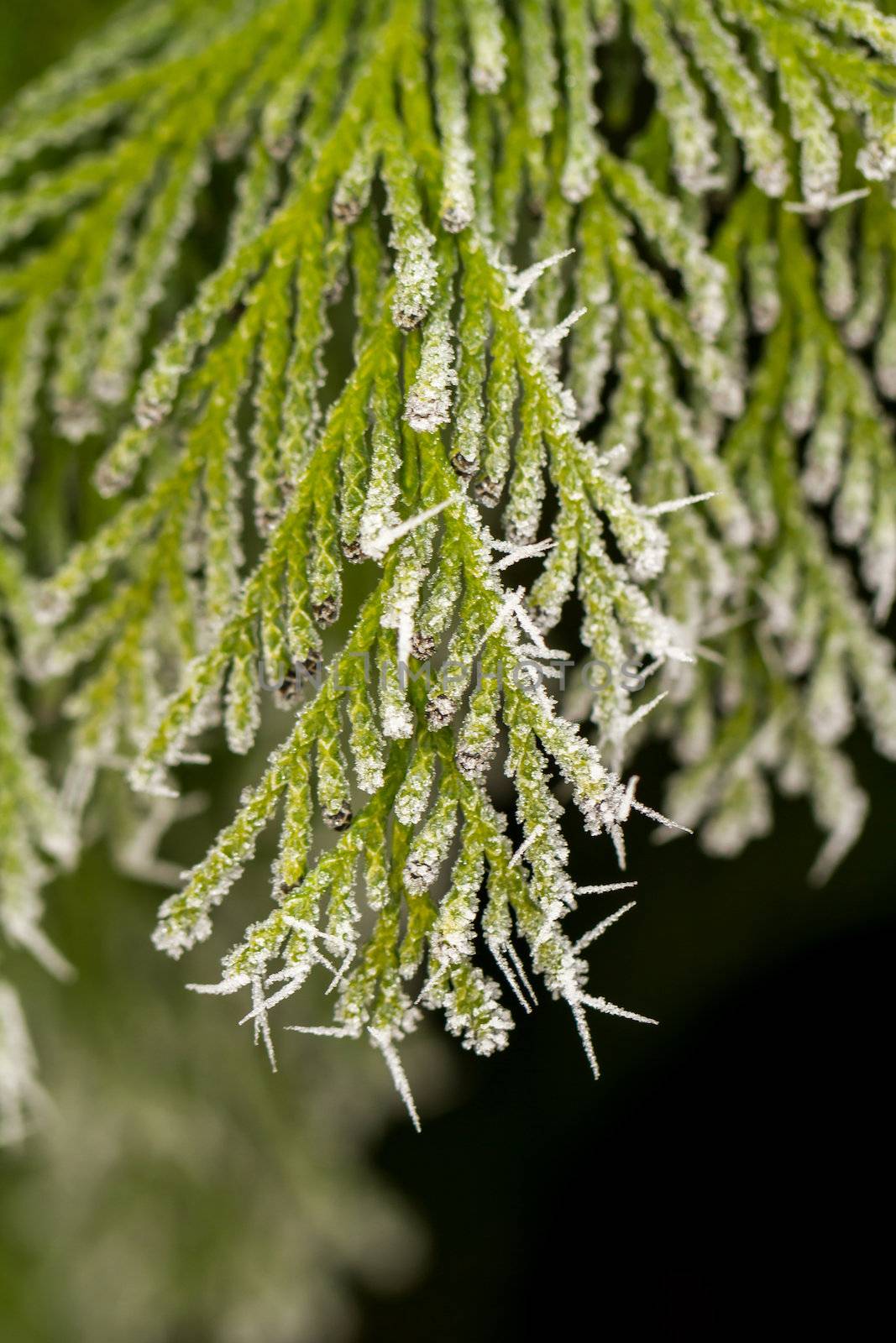 hoarfrost on thuja twig by NagyDodo