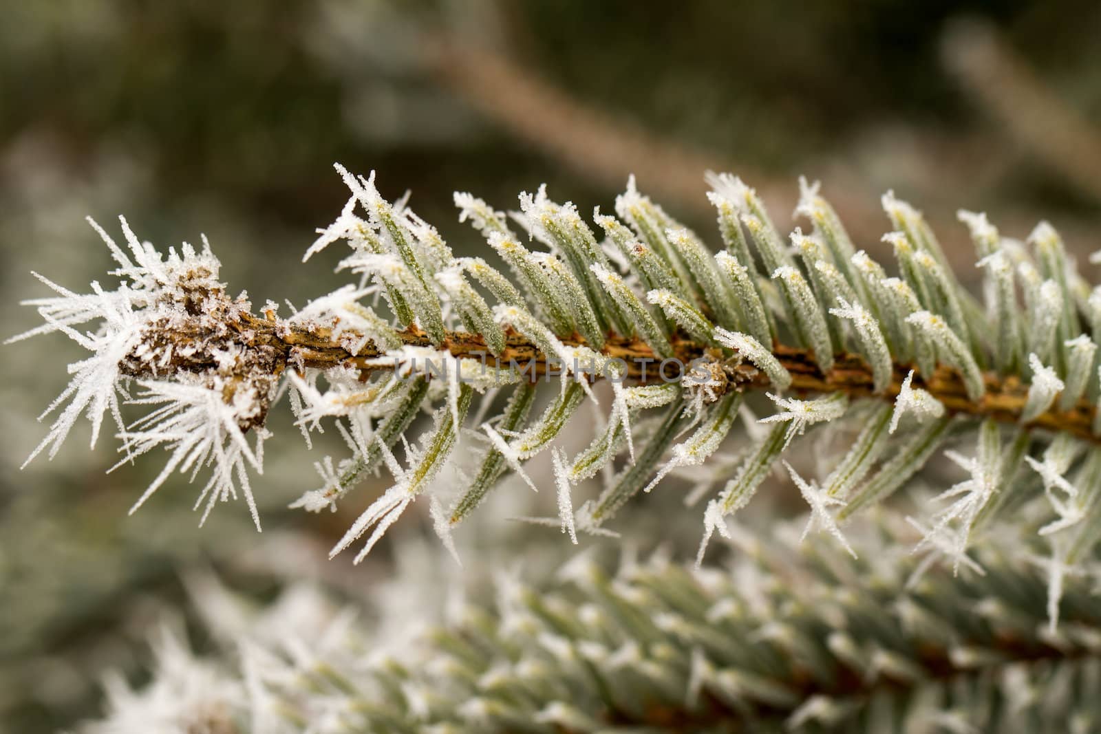 rime or hoarfrost on a silver pine branch