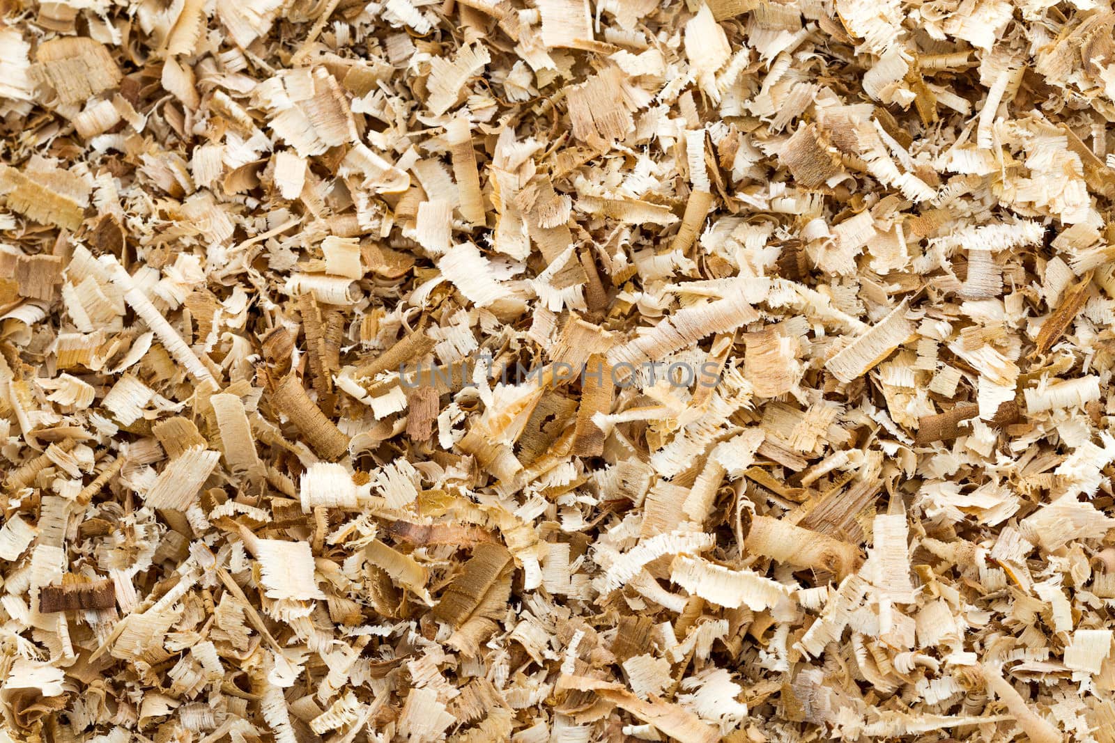 Background of the golden curls from teak Wood shavings.