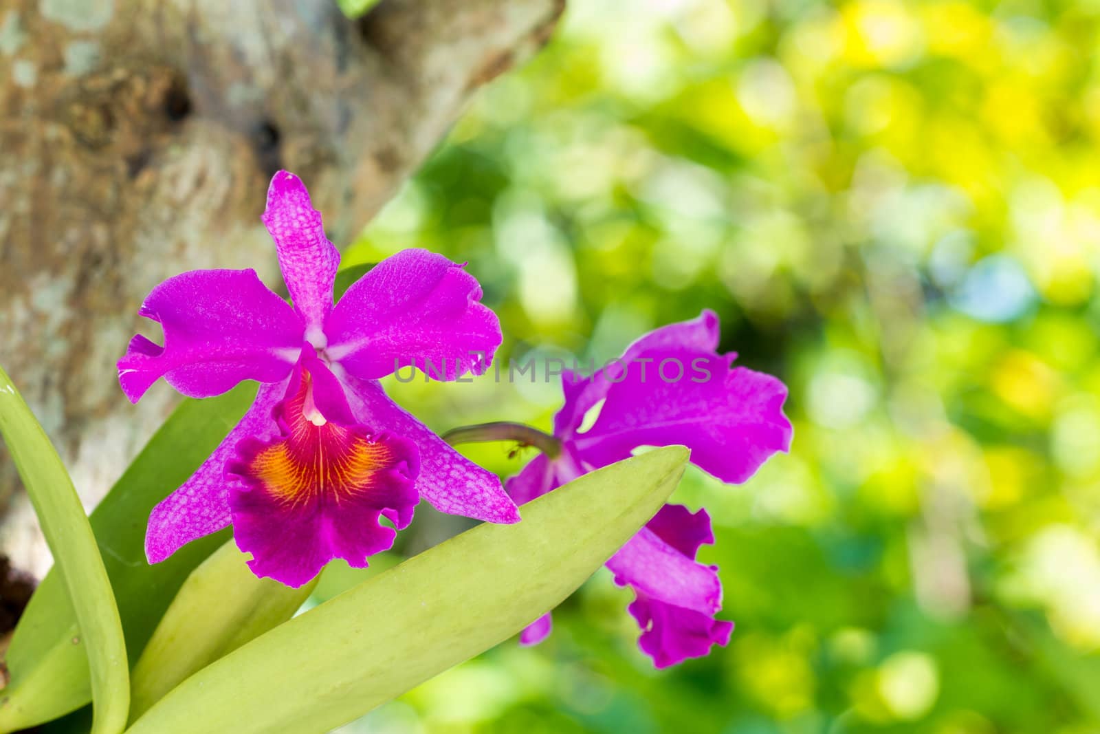 Beautiful pink Dendrobium orchid with leaf - closed up