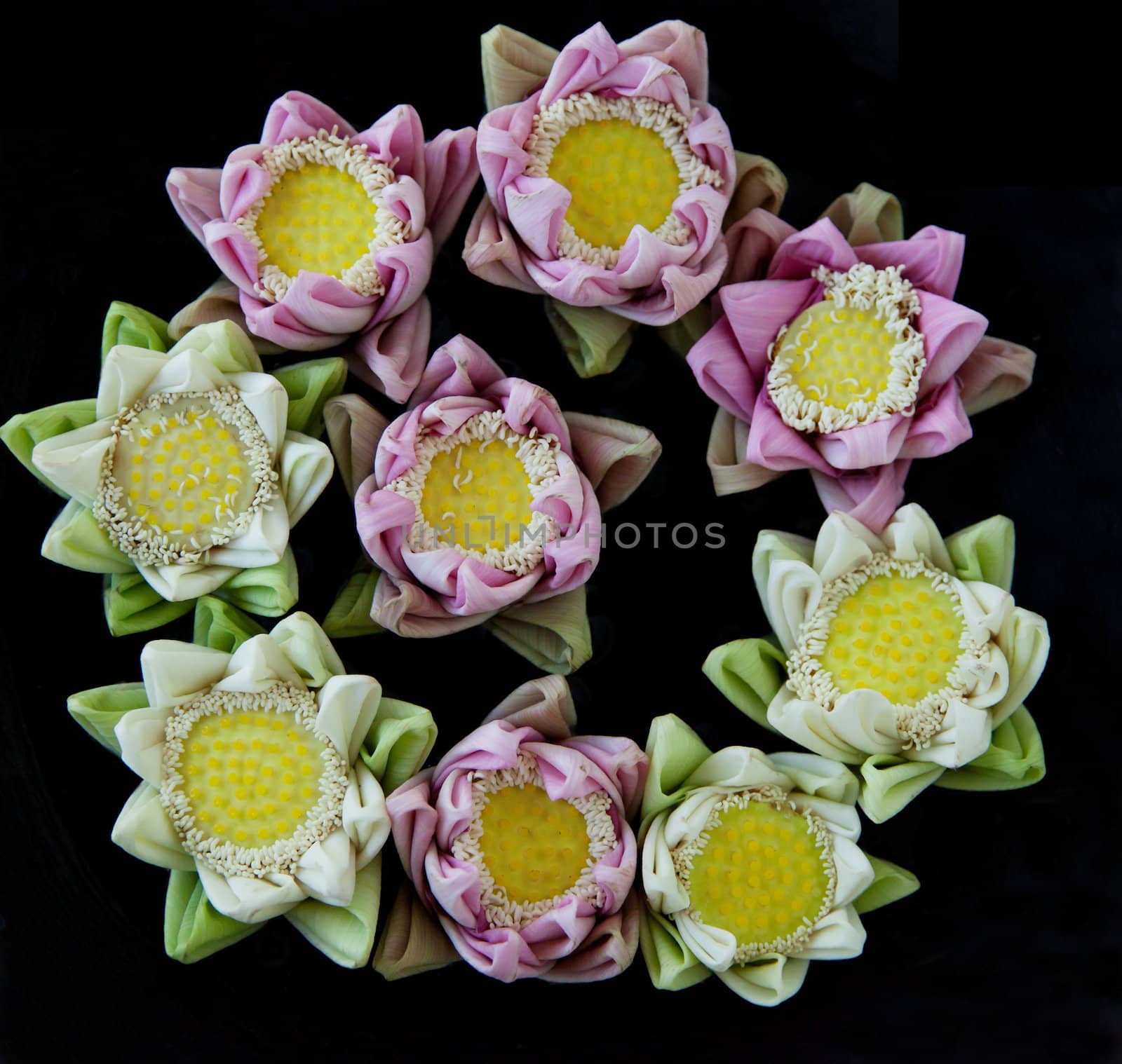 Multicolored lotus flowers on black background in a spa