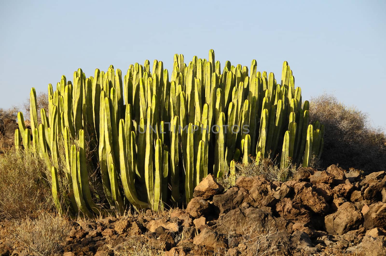 Green Big Cactus in the Desert on a Sunny Day