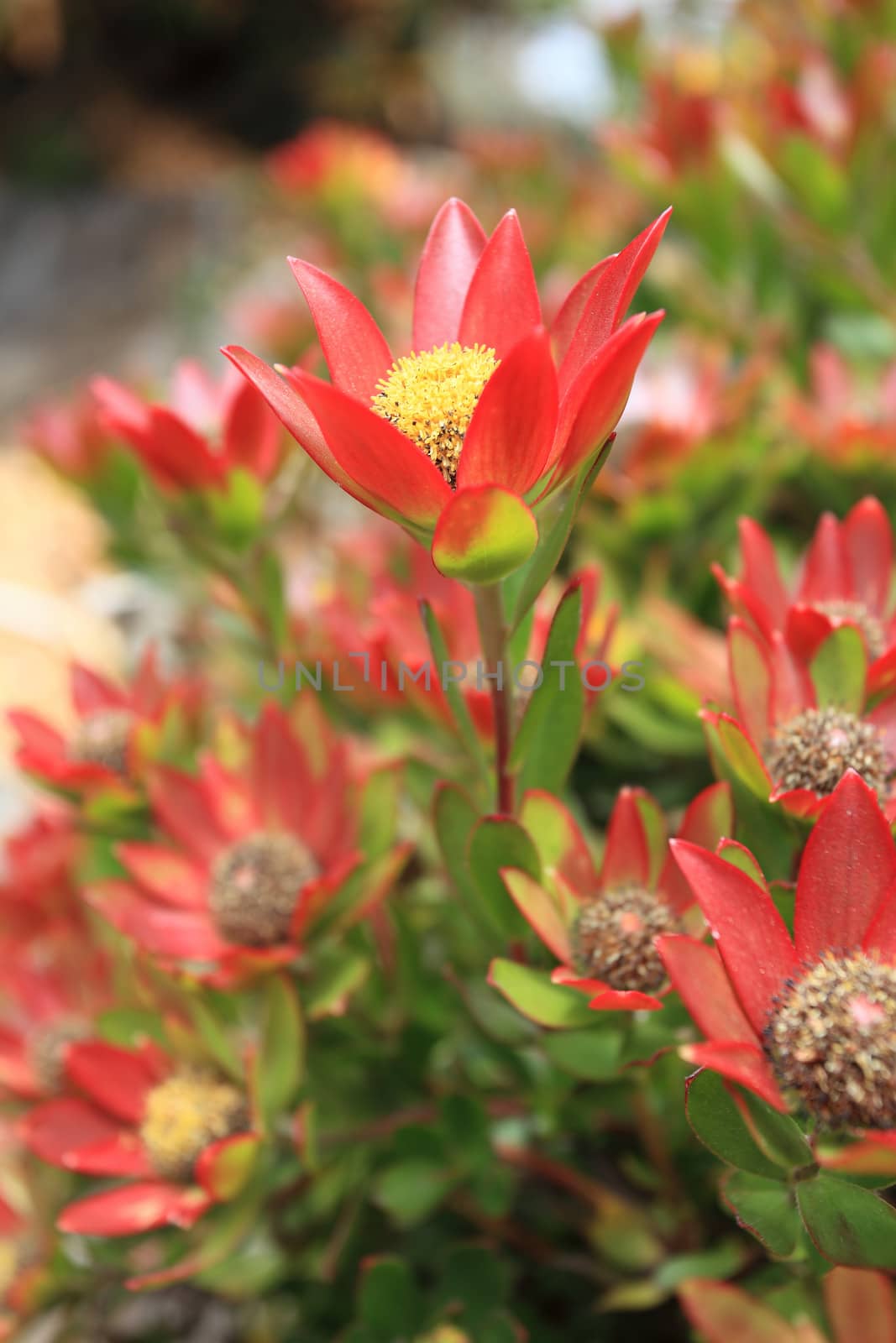 Leucadendron, a proteaceae, flowering profusely in the garden.   This variety has pretty red tipped foliage leaves that compliement the flowers.