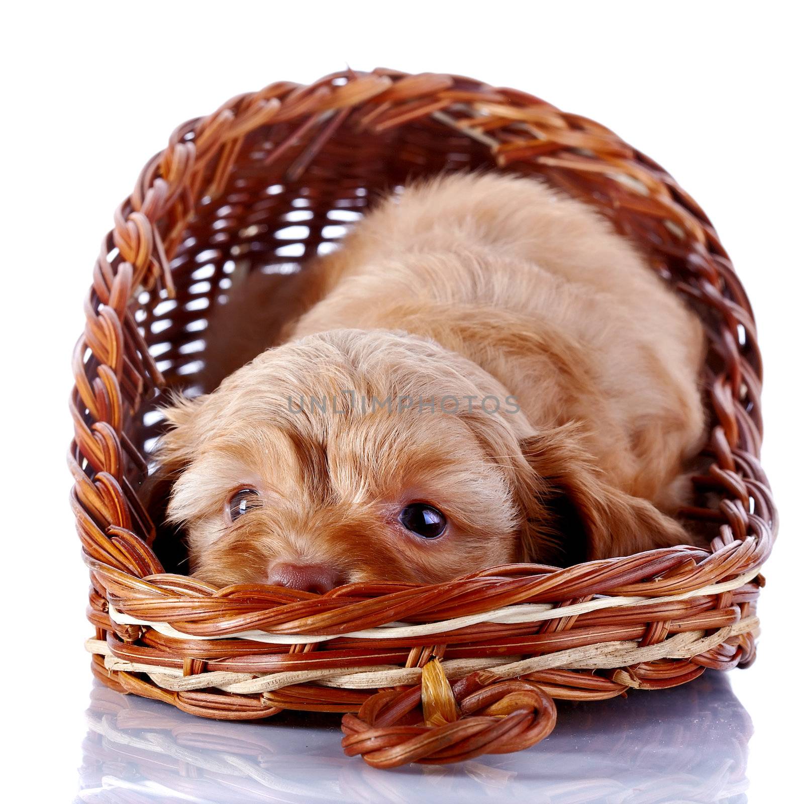 Puppy of a decorative doggie in a wattled basket. by Azaliya