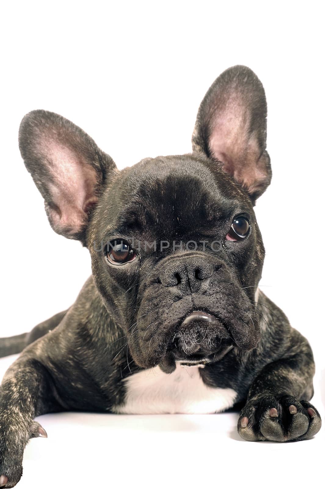 French bulldog by gillespaire