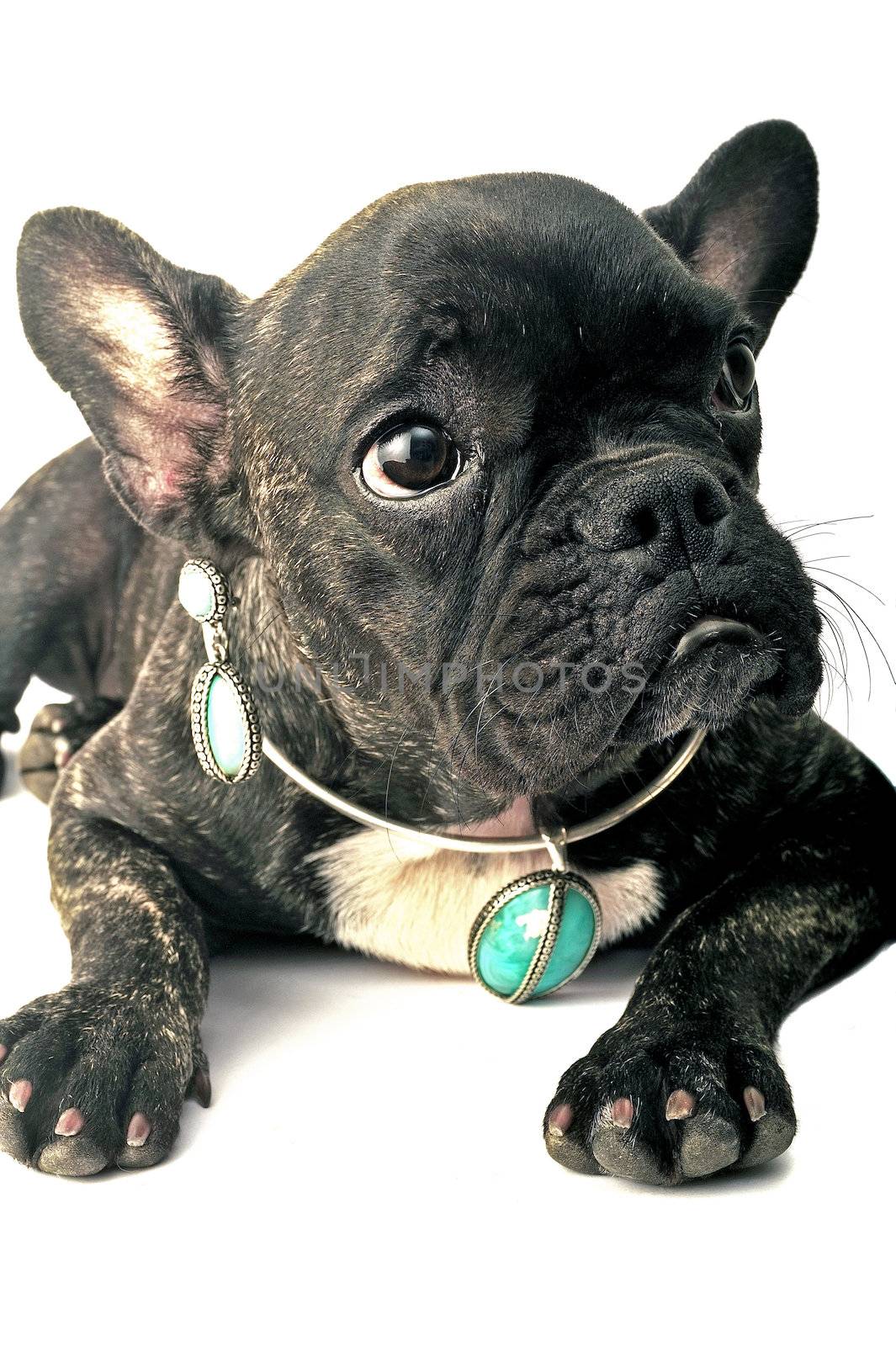 French bulldog by gillespaire