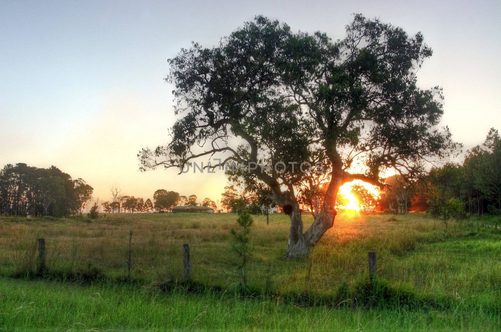 Sunset with trees and meadow