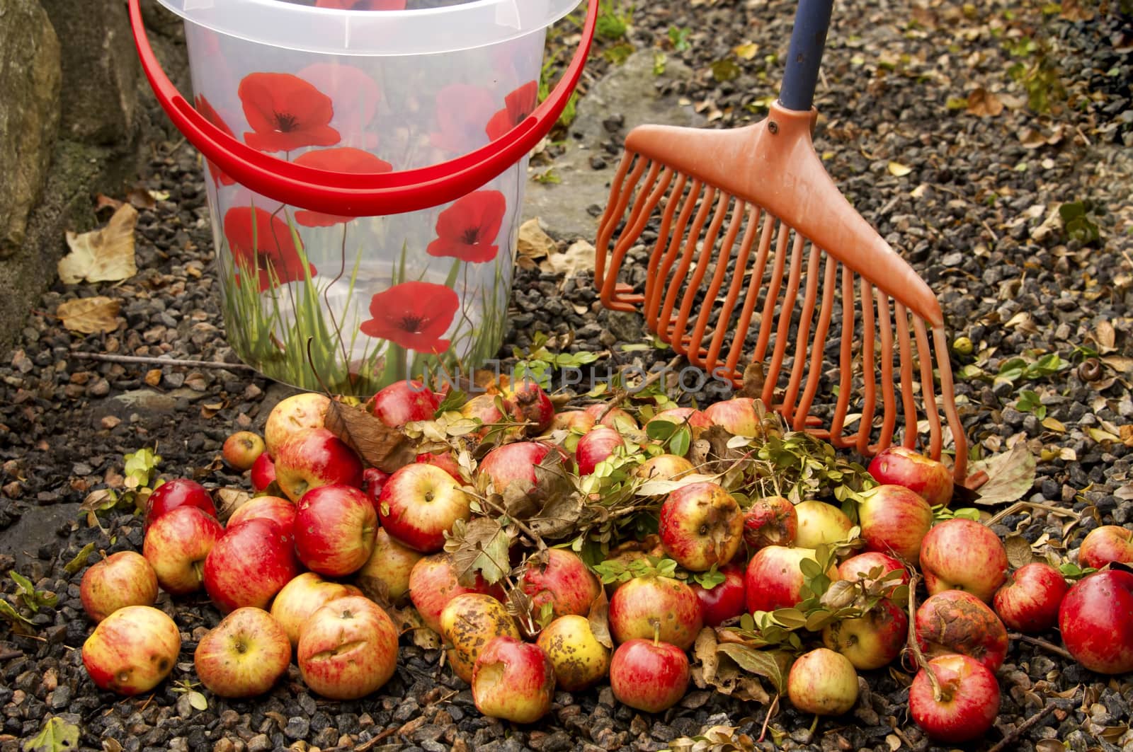 Removing windfall apples with a pail and rake
