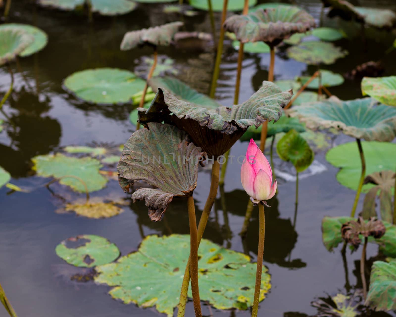 Lotus flower in pond surrounded by lilies