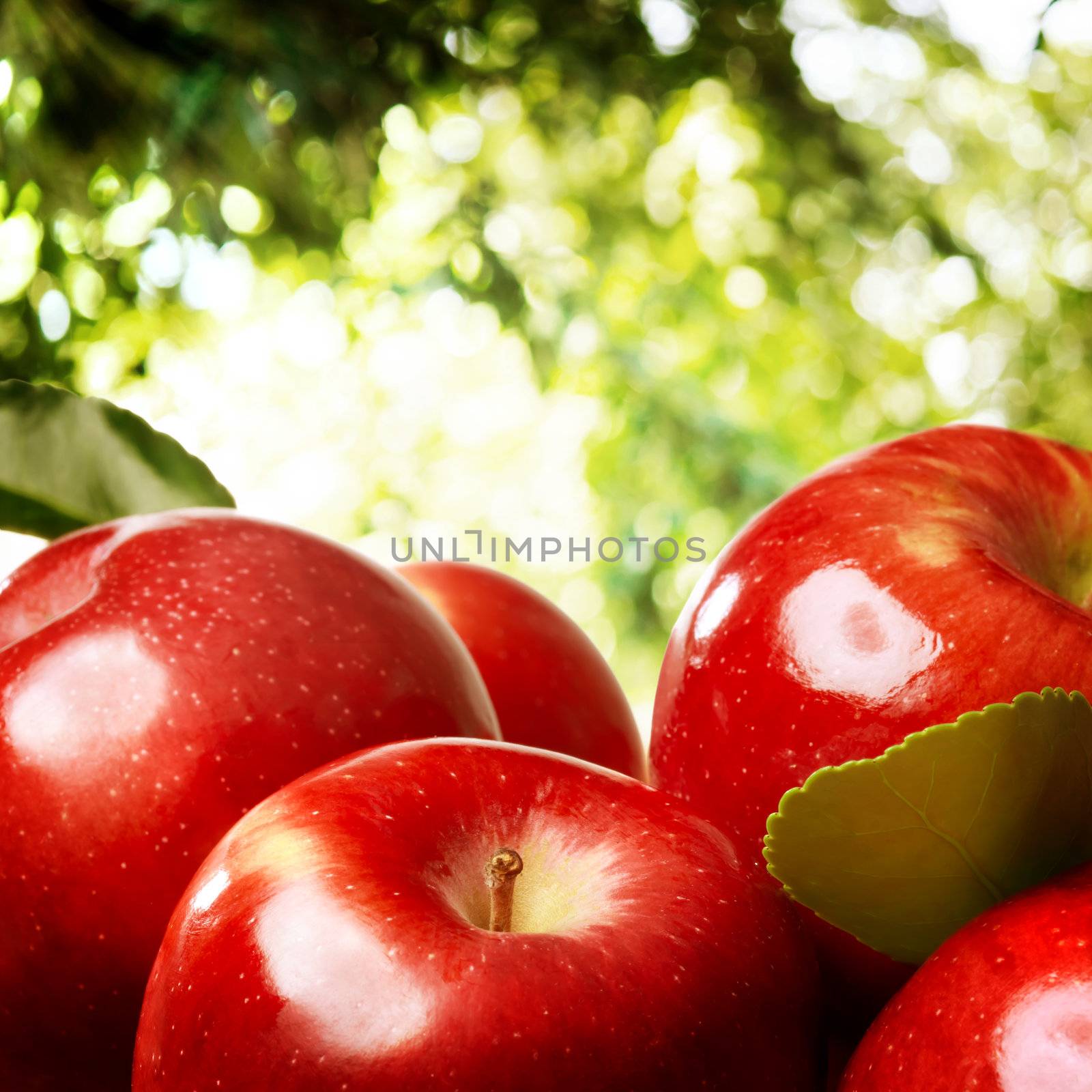 Red apples outside with a  foliage backdrop