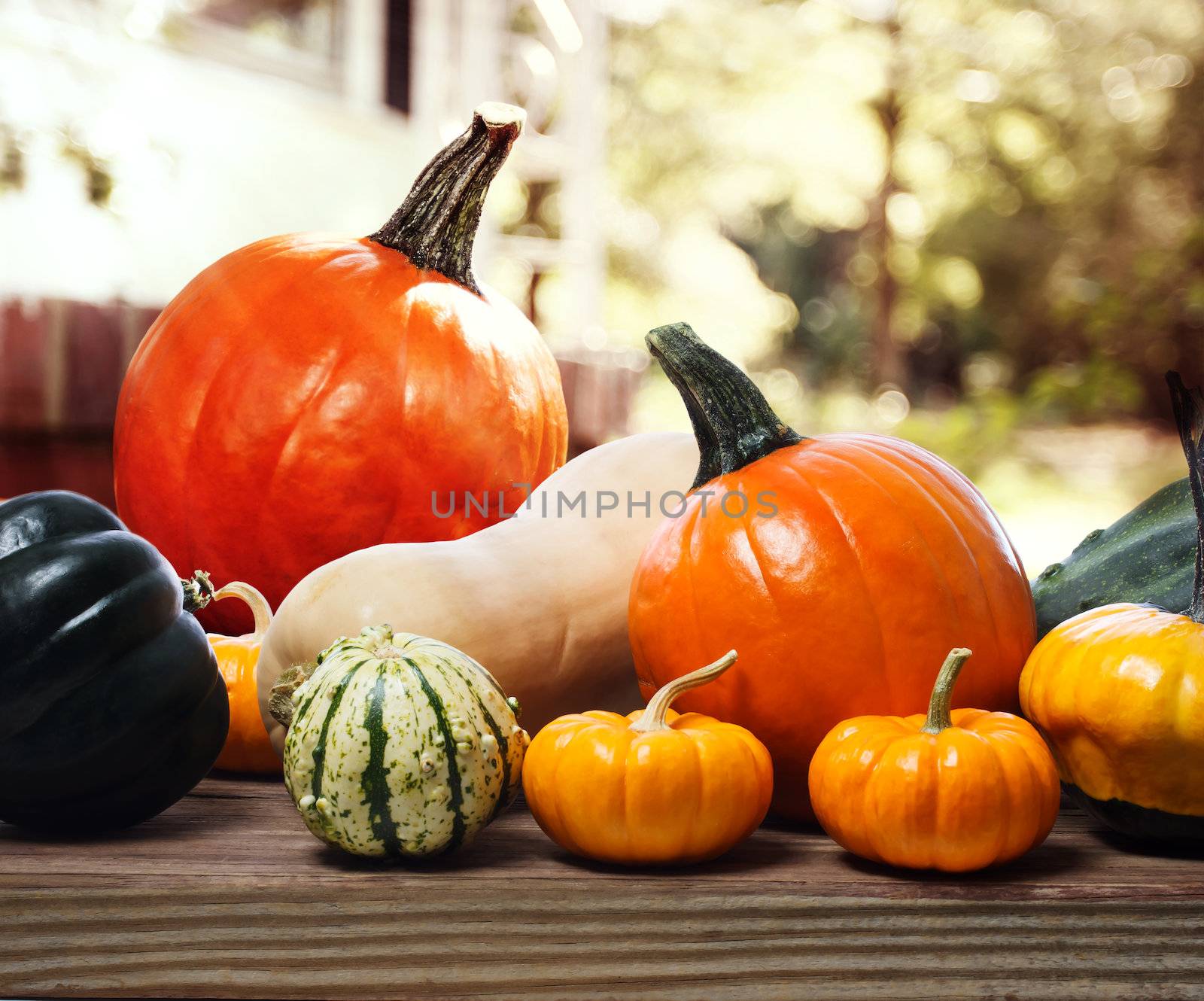 Varieties of pumpkins and squashes on rustic wooden boards with an shinning autumn garden backdrop
