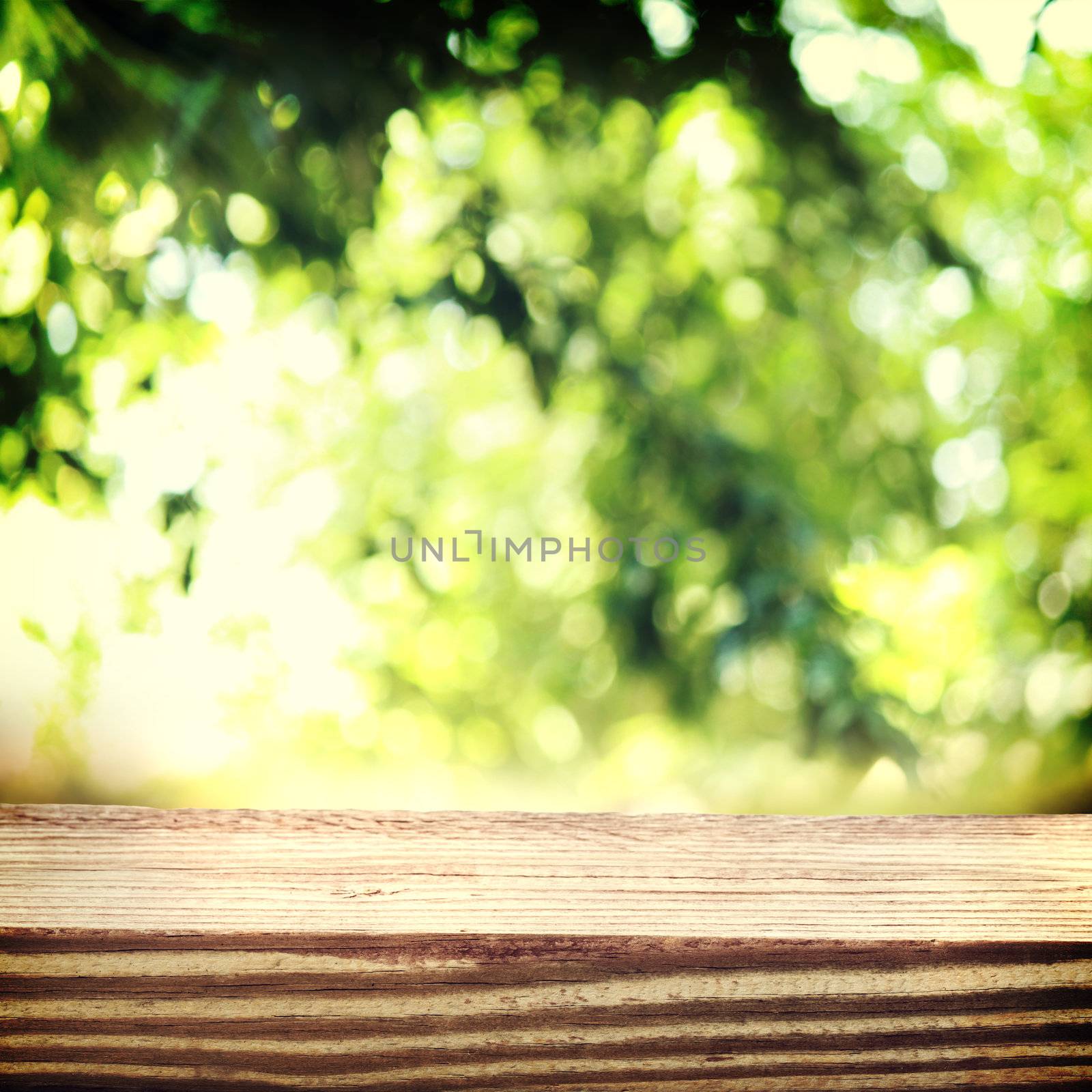 Aged wooden boards with a  foliage backdrop by melpomene