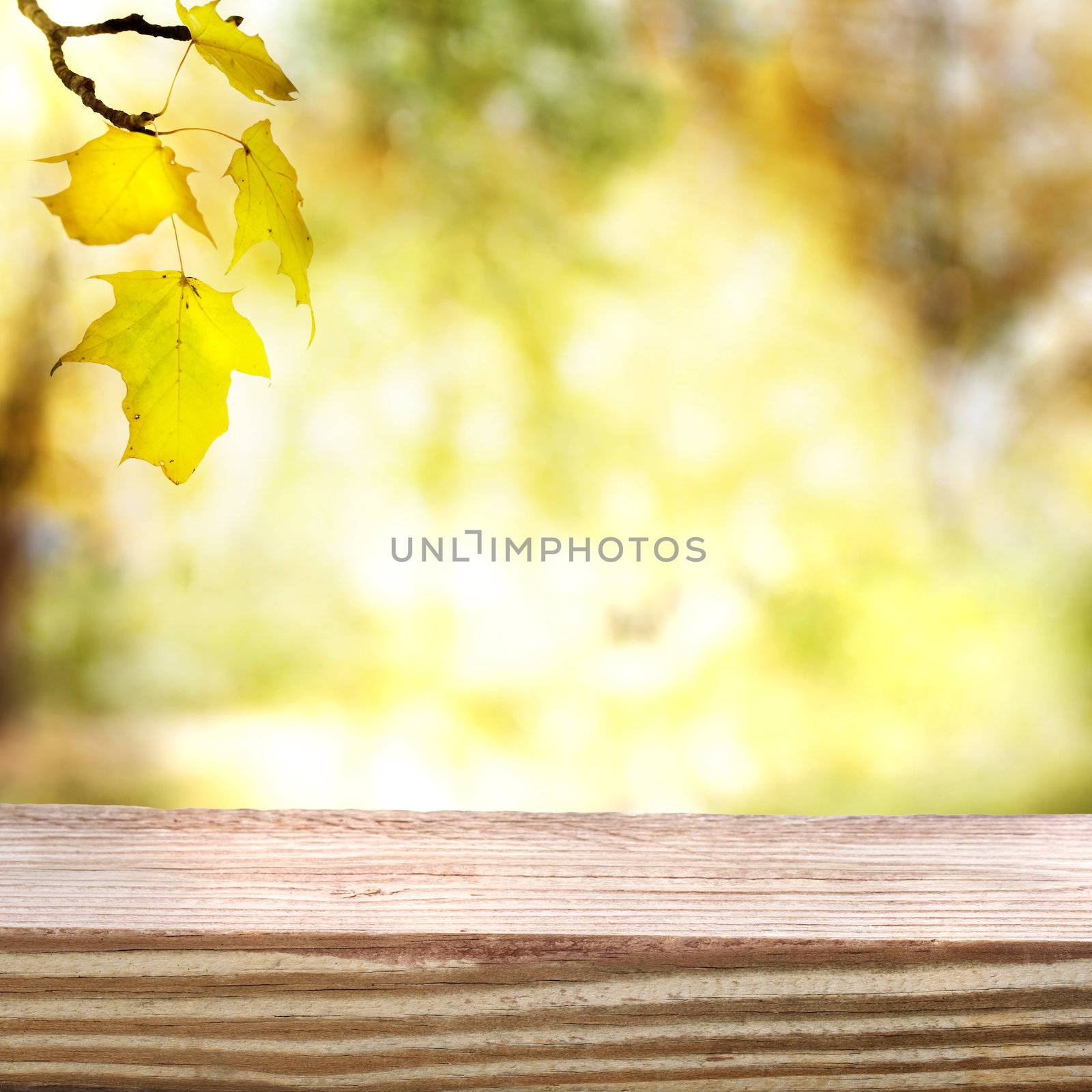 Aged and rustic wooden boards with an autumn sky and foliage background