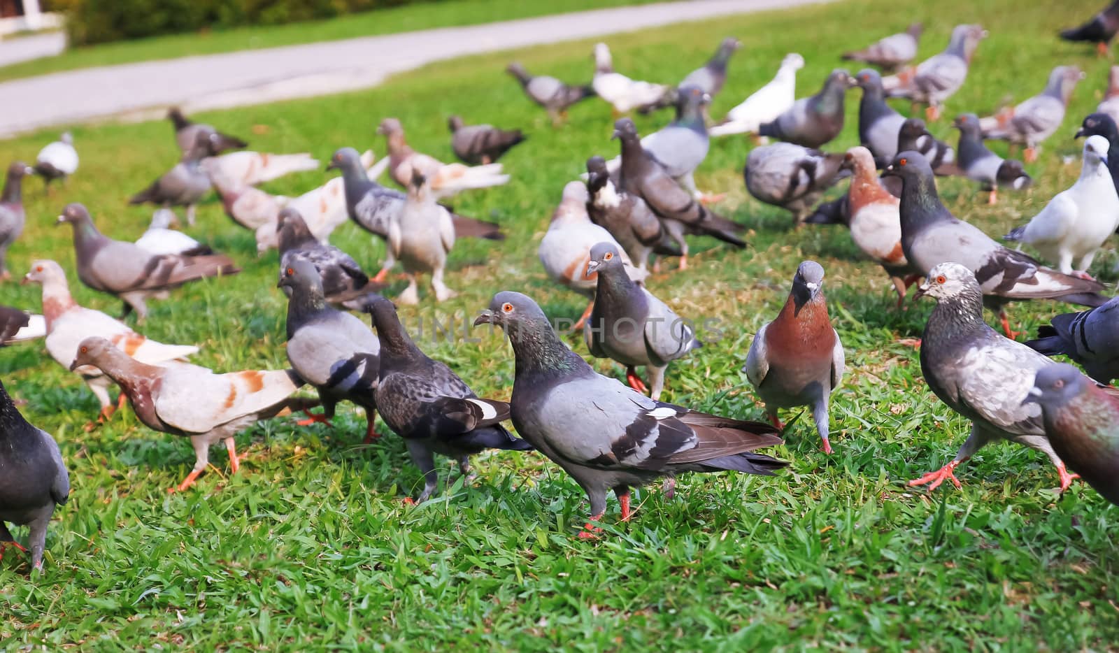 Flock of pigeons flew down from the sky to find food