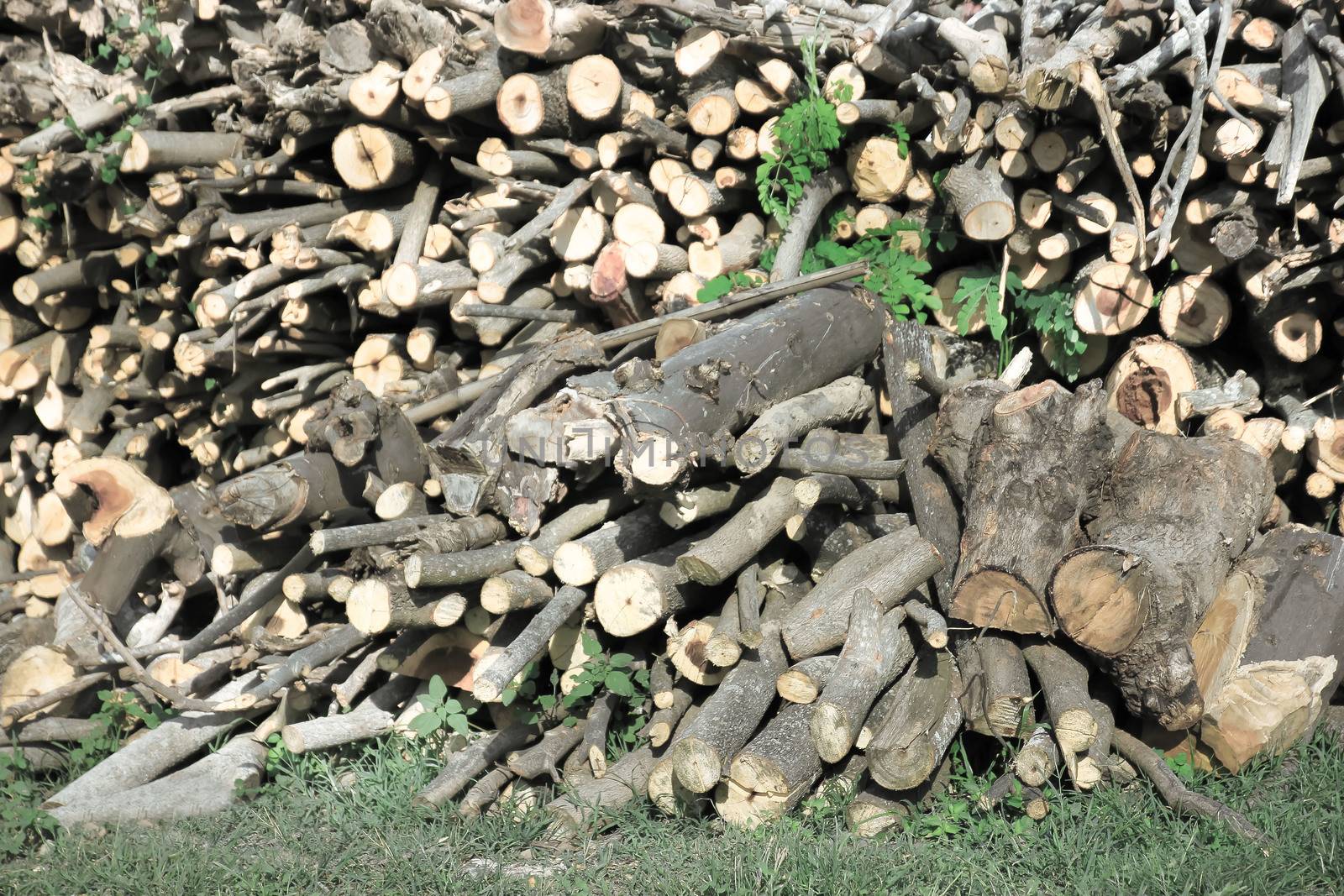 Timber, cut into pieces, placed on the grass
