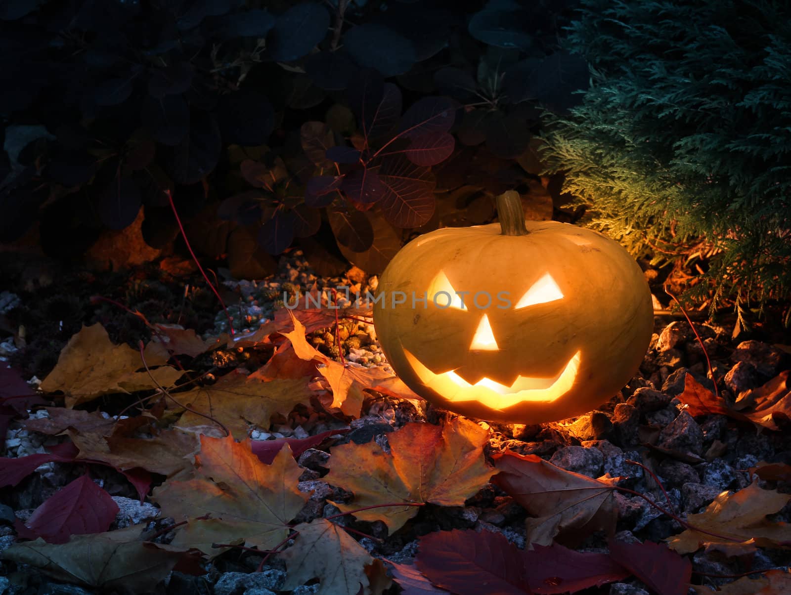 Halloween pumpkin in colorful garden by anterovium