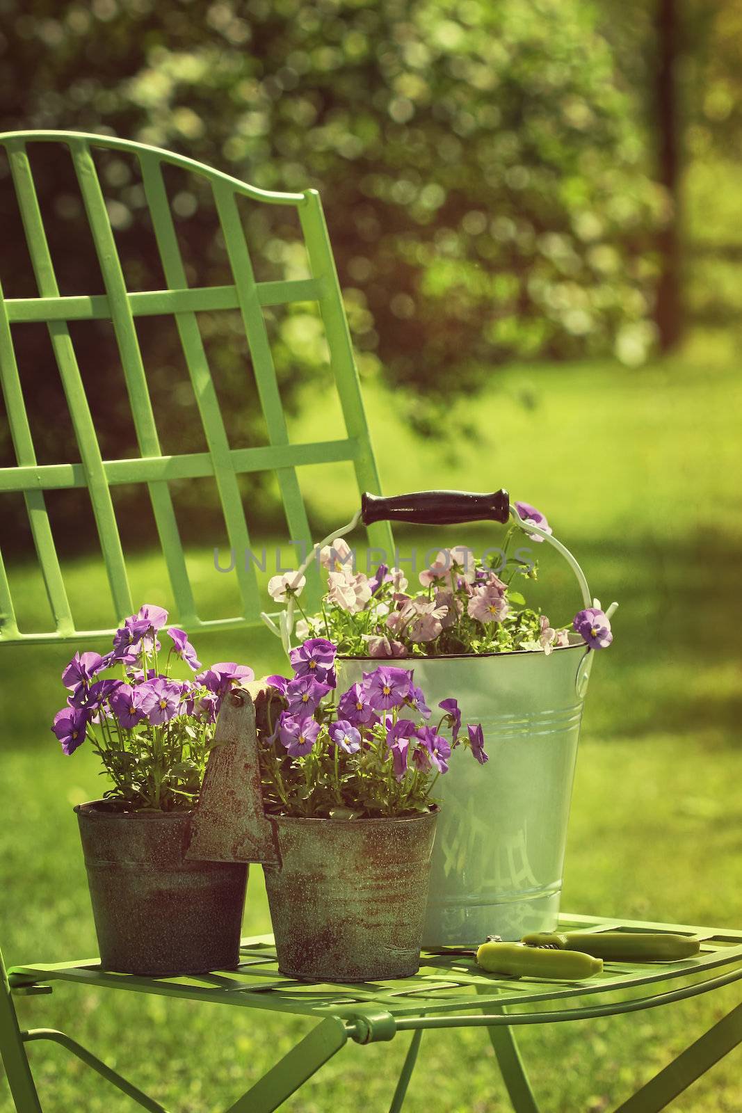 Spring violets in pots on garden chair by Sandralise